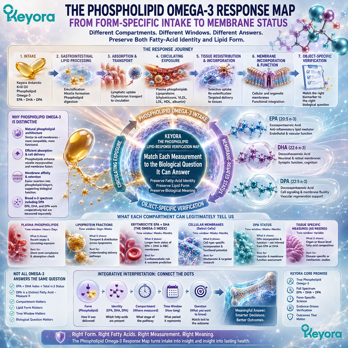 Phospholipid Omega-3 maps EPA, DHA and DPA from circulating exposure to membrane status and Omega-3 Index verification in Keyora’s Lipid-Response Verification Map. Phospholipid Omega-3 maps EPA, DHA and DPA from circulating exposure to membrane status and Omega-3 Index verification in Keyora’s Lipid-Response Verification Map.