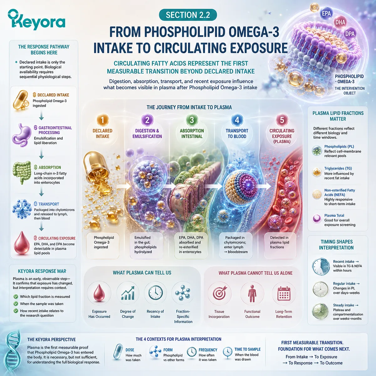 Phospholipid Omega-3 intake moves EPA, DHA and DPA through digestion, absorption and plasma transport, mapping early circulating exposure in Keyora’s Lipid-Response Verification Map. Phospholipid Omega-3 intake moves EPA, DHA and DPA through digestion, absorption and plasma transport, mapping early circulating exposure in Keyora’s Lipid-Response Verification Map.