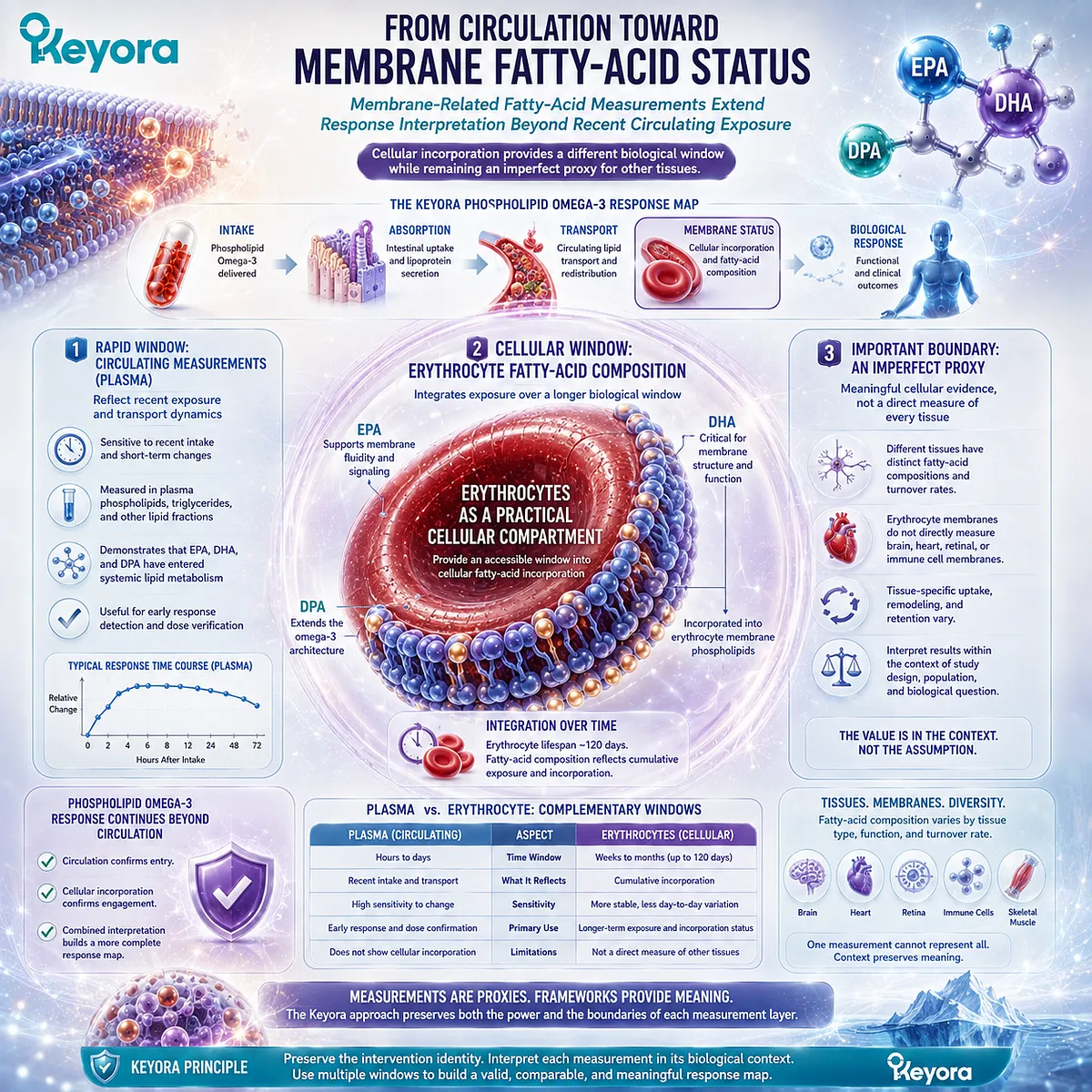 Erythrocyte EPA, DHA and DPA extend Phospholipid Omega-3 assessment beyond plasma exposure toward membrane fatty-acid status in Keyora’s Lipid-Response Verification Map. Erythrocyte EPA, DHA and DPA extend Phospholipid Omega-3 assessment beyond plasma exposure toward membrane fatty-acid status in Keyora’s Lipid-Response Verification Map.