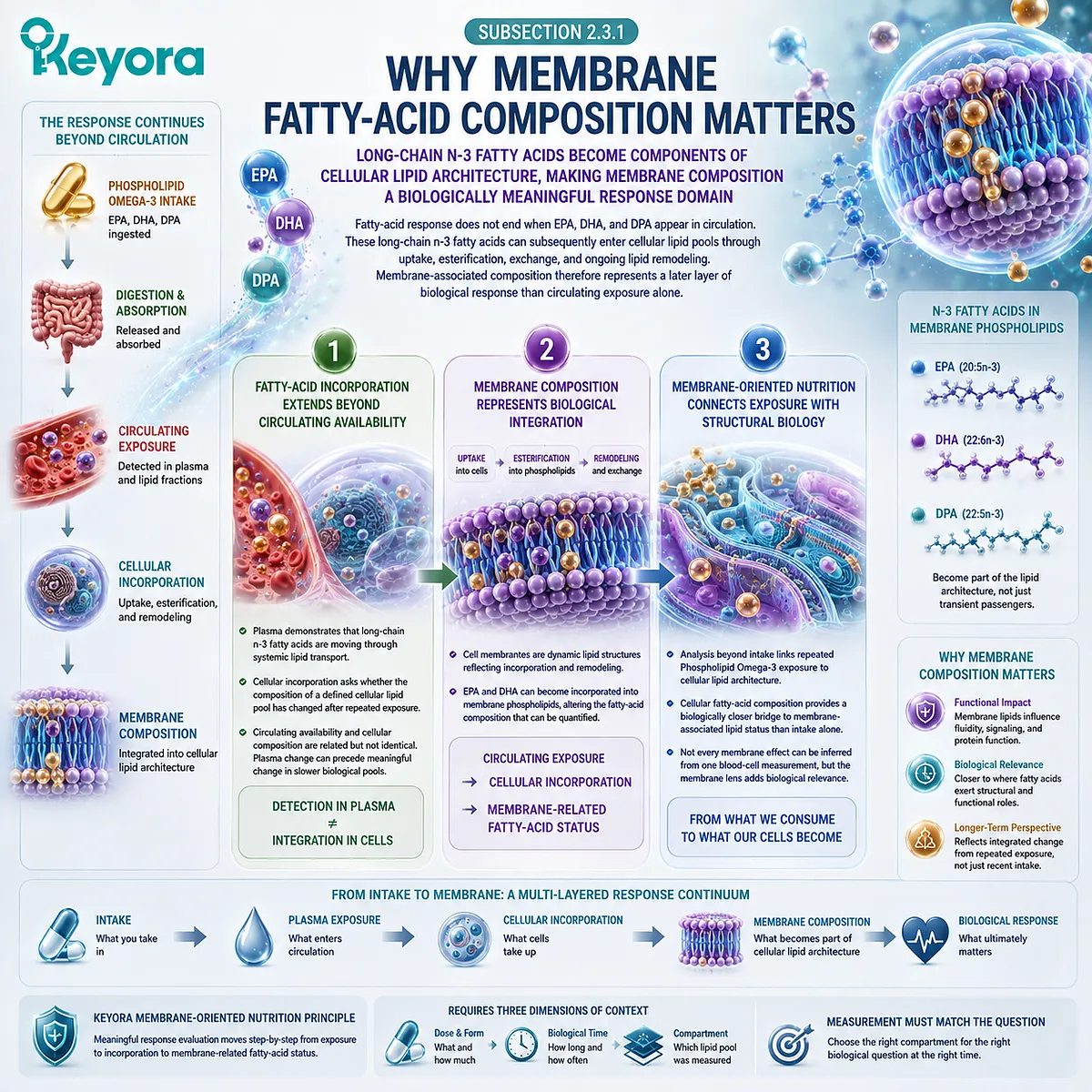 Phospholipid Omega-3 supports EPA, DHA and DPA movement from circulation into cellular lipid remodeling and membrane fatty-acid status in Keyora’s membrane-oriented nutrition framework. Phospholipid Omega-3 supports EPA, DHA and DPA movement from circulation into cellular lipid remodeling and membrane fatty-acid status in Keyora’s membrane-oriented nutrition framework.