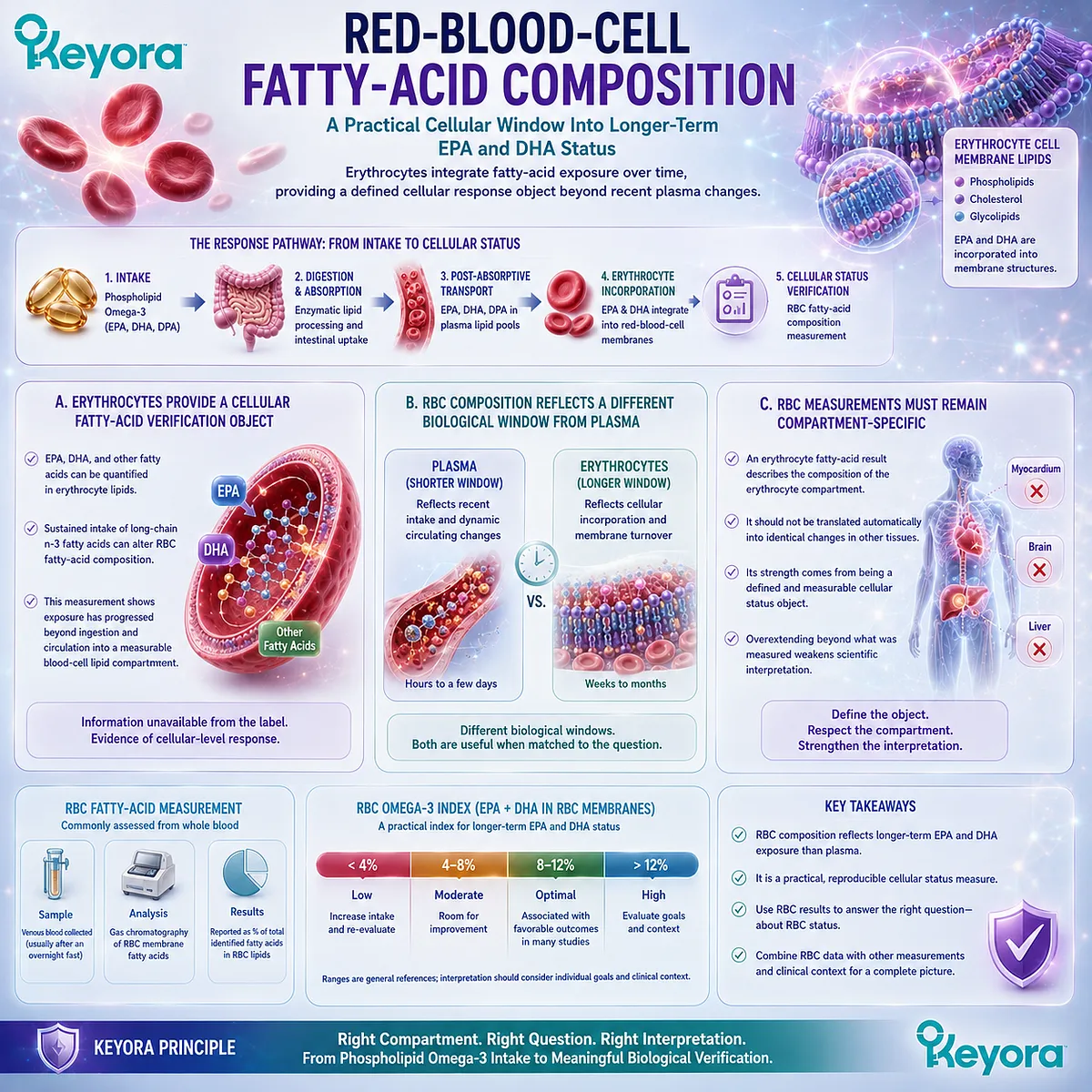 Red-blood-cell EPA and DHA track longer-term Phospholipid Omega-3 cellular incorporation beyond plasma exposure in Keyora’s Phospholipid Lipid-Response Verification Map. Red-blood-cell EPA and DHA track longer-term Phospholipid Omega-3 cellular incorporation beyond plasma exposure in Keyora’s Phospholipid Lipid-Response Verification Map.