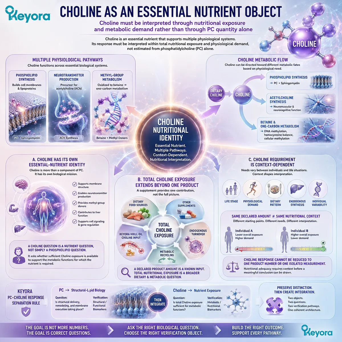 Choline supports phospholipid synthesis, acetylcholine and one-carbon metabolism, requiring total exposure and metabolic-demand context in the Keyora PC-Choline Response Map. Choline supports phospholipid synthesis, acetylcholine and one-carbon metabolism, requiring total exposure and metabolic-demand context in the Keyora PC-Choline Response Map.