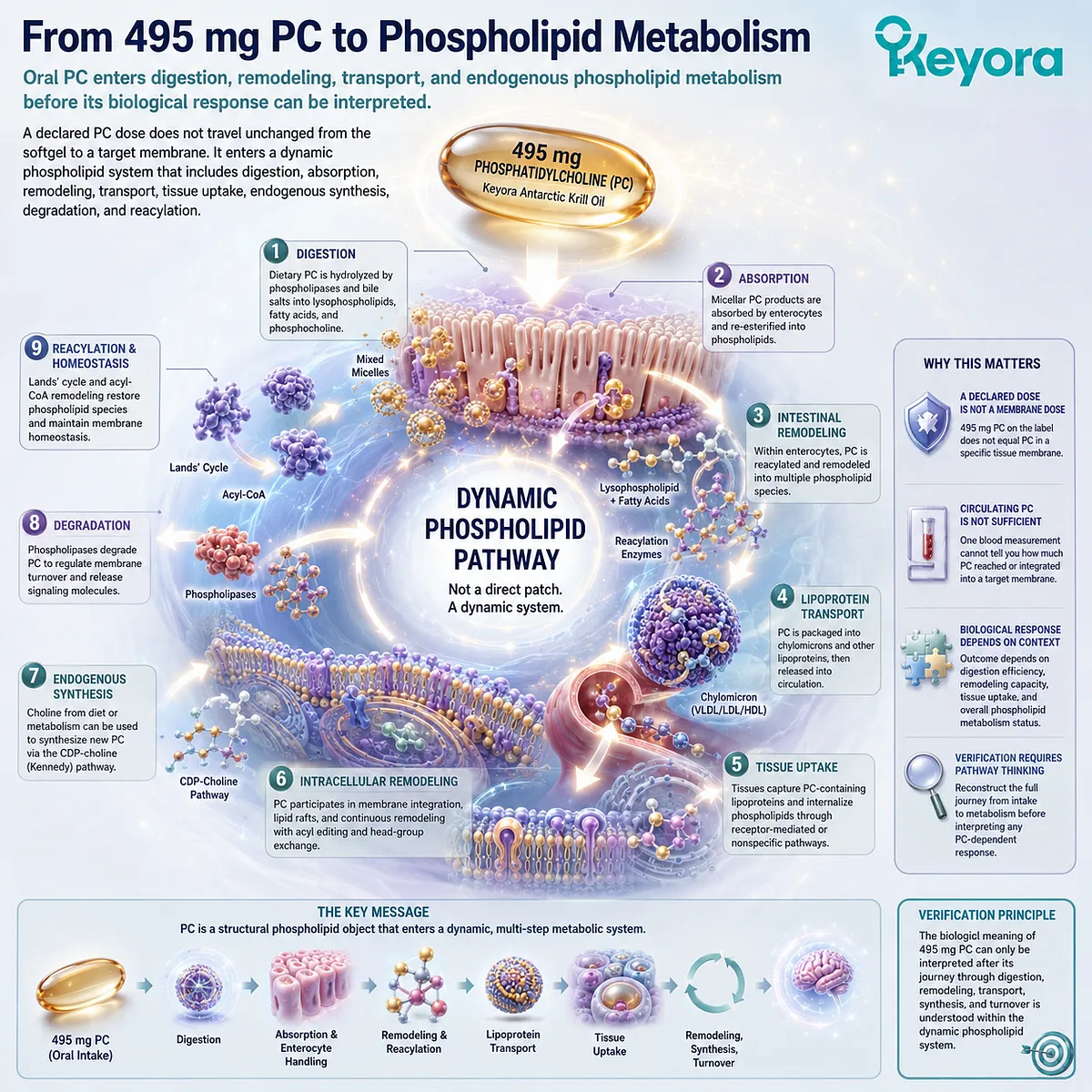 Oral phosphatidylcholine enters digestion, remodeling and lipoprotein transport before membrane use, framing 495 mg PC through the Keyora PC-Choline Response Map. Oral phosphatidylcholine enters digestion, remodeling and lipoprotein transport before membrane use, framing 495 mg PC through the Keyora PC-Choline Response Map.