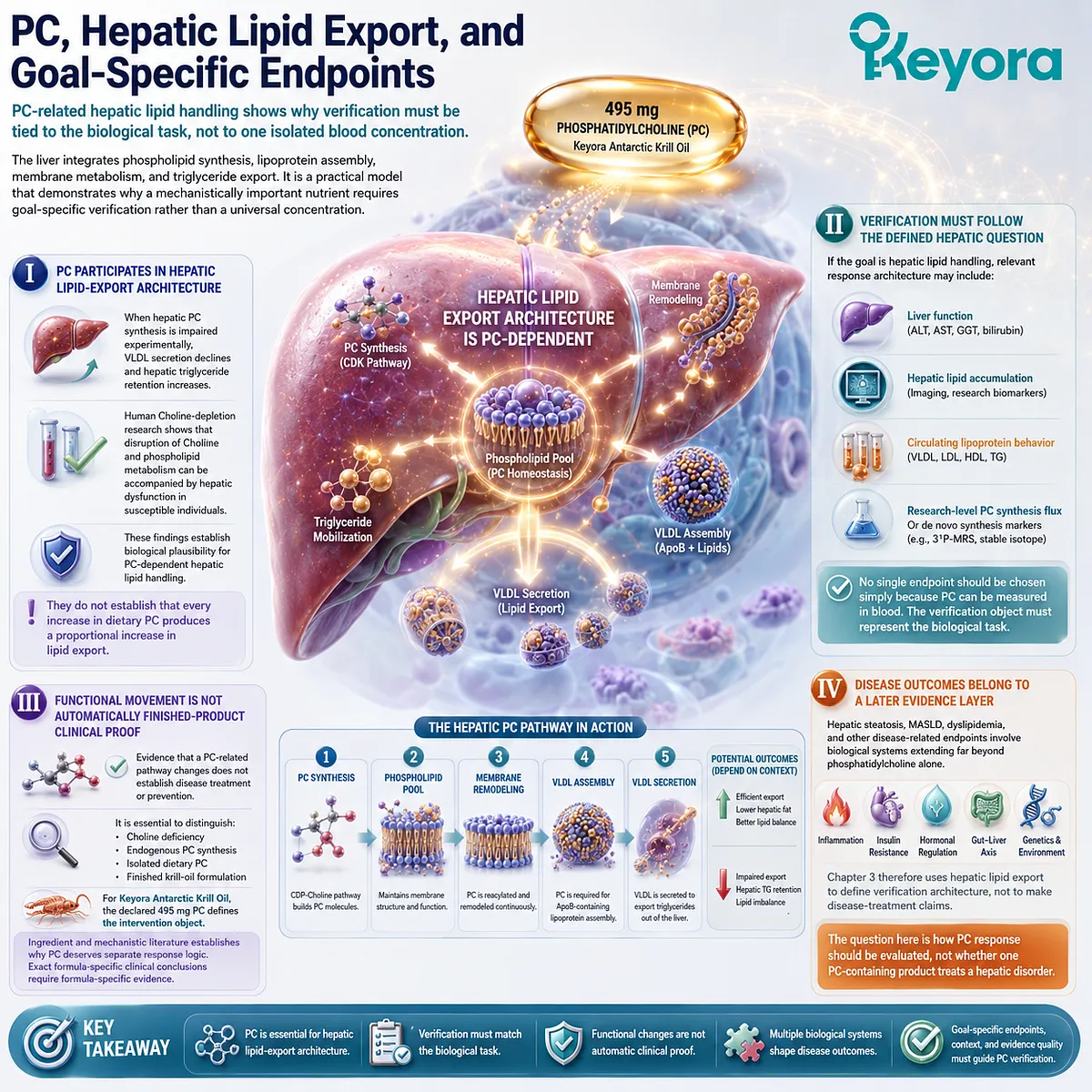 Phosphatidylcholine supports hepatic lipid export through PC synthesis and VLDL assembly, requiring goal-specific verification in the Keyora PC-Choline Response Map. Phosphatidylcholine supports hepatic lipid export through PC synthesis and VLDL assembly, requiring goal-specific verification in the Keyora PC-Choline Response Map.
