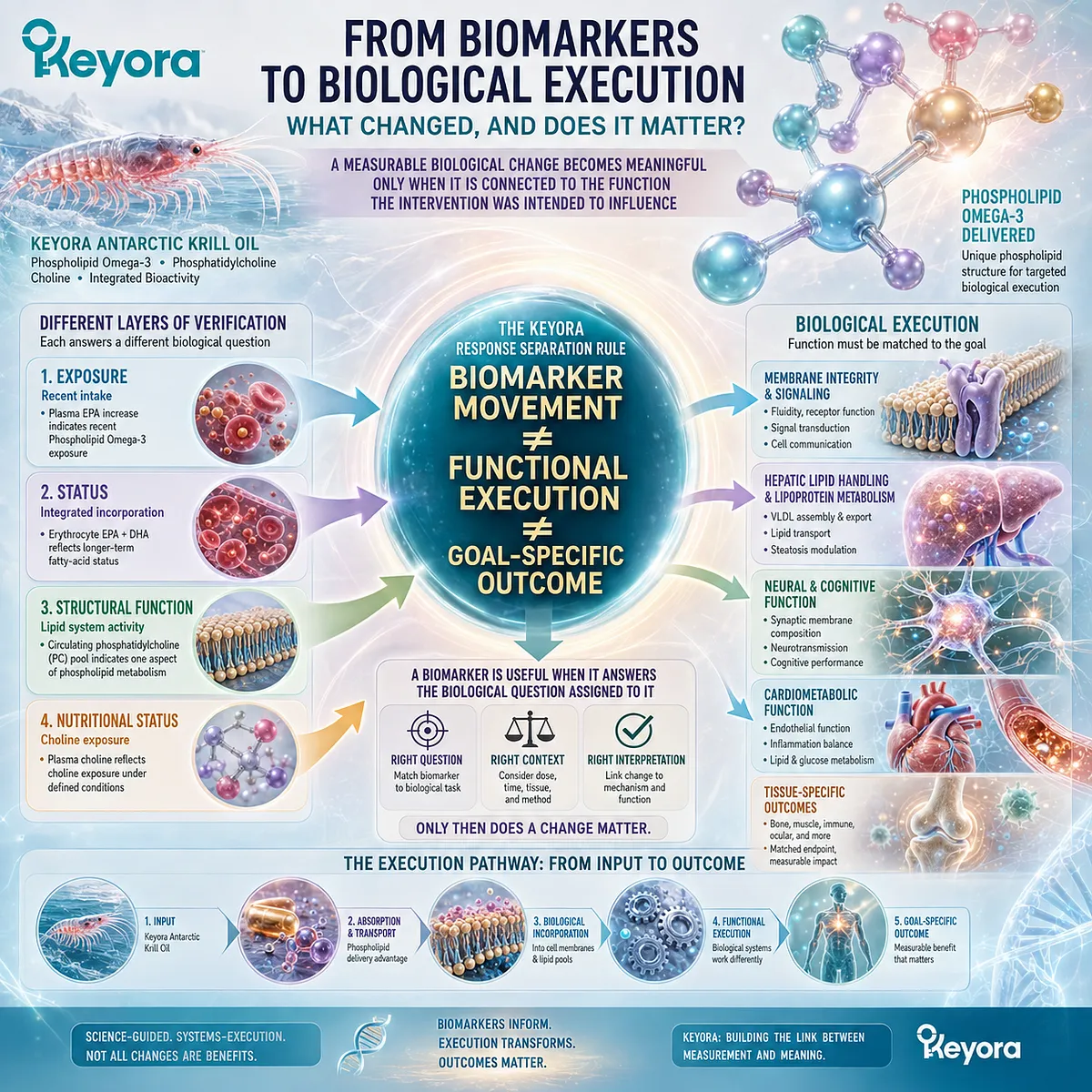 Phospholipid Omega-3 biomarkers map exposure and status before functional execution, framing goal-specific outcomes through the Keyora Biological Execution response map. Phospholipid Omega-3 biomarkers map exposure and status before functional execution, framing goal-specific outcomes through the Keyora Biological Execution response map.