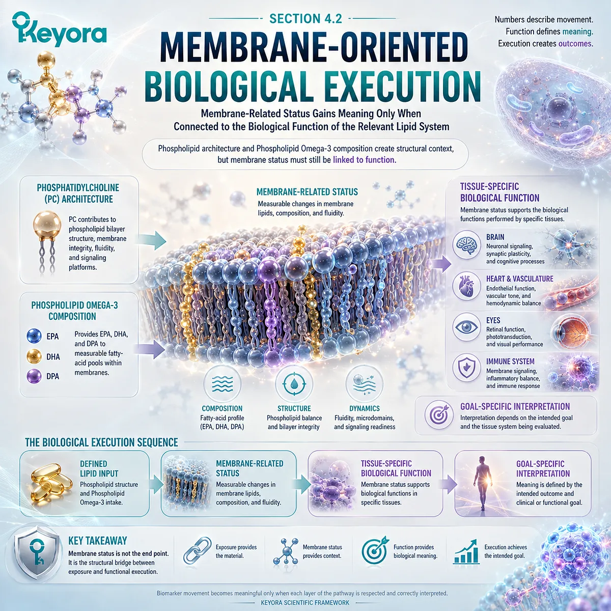 Phospholipid Omega-3 and phosphatidylcholine support membrane lipid architecture, linking membrane status to tissue-specific function in the Keyora Biological Execution framework. Phospholipid Omega-3 and phosphatidylcholine support membrane lipid architecture, linking membrane status to tissue-specific function in the Keyora Biological Execution framework.