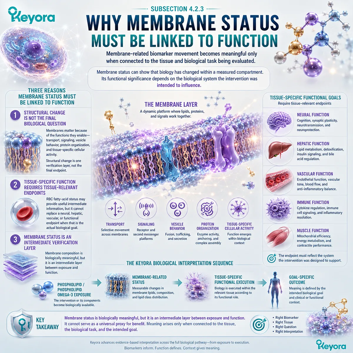 Phospholipid Omega-3 membrane status links RBC EPA+DHA and phospholipid composition to tissue-specific function through the Keyora Membrane Biological Execution pathway. Phospholipid Omega-3 membrane status links RBC EPA+DHA and phospholipid composition to tissue-specific function through the Keyora Membrane Biological Execution pathway.