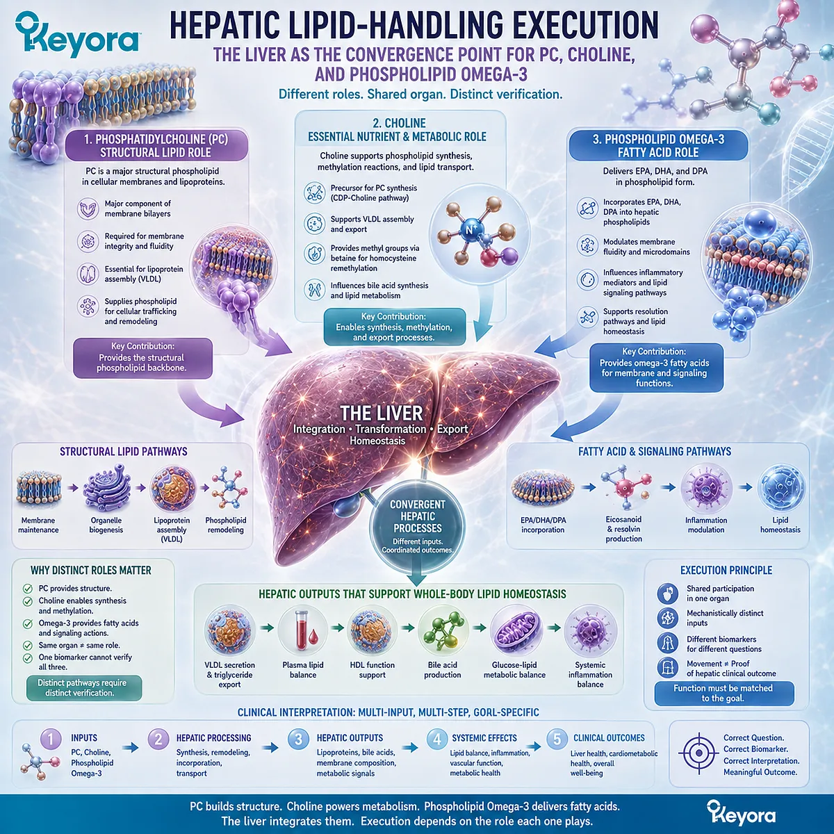 Hepatic lipid handling integrates phosphatidylcholine, Choline, and Phospholipid Omega-3 through distinct lipid pathways in the Keyora Biological Execution framework. Hepatic lipid handling integrates phosphatidylcholine, Choline, and Phospholipid Omega-3 through distinct lipid pathways in the Keyora Biological Execution framework.