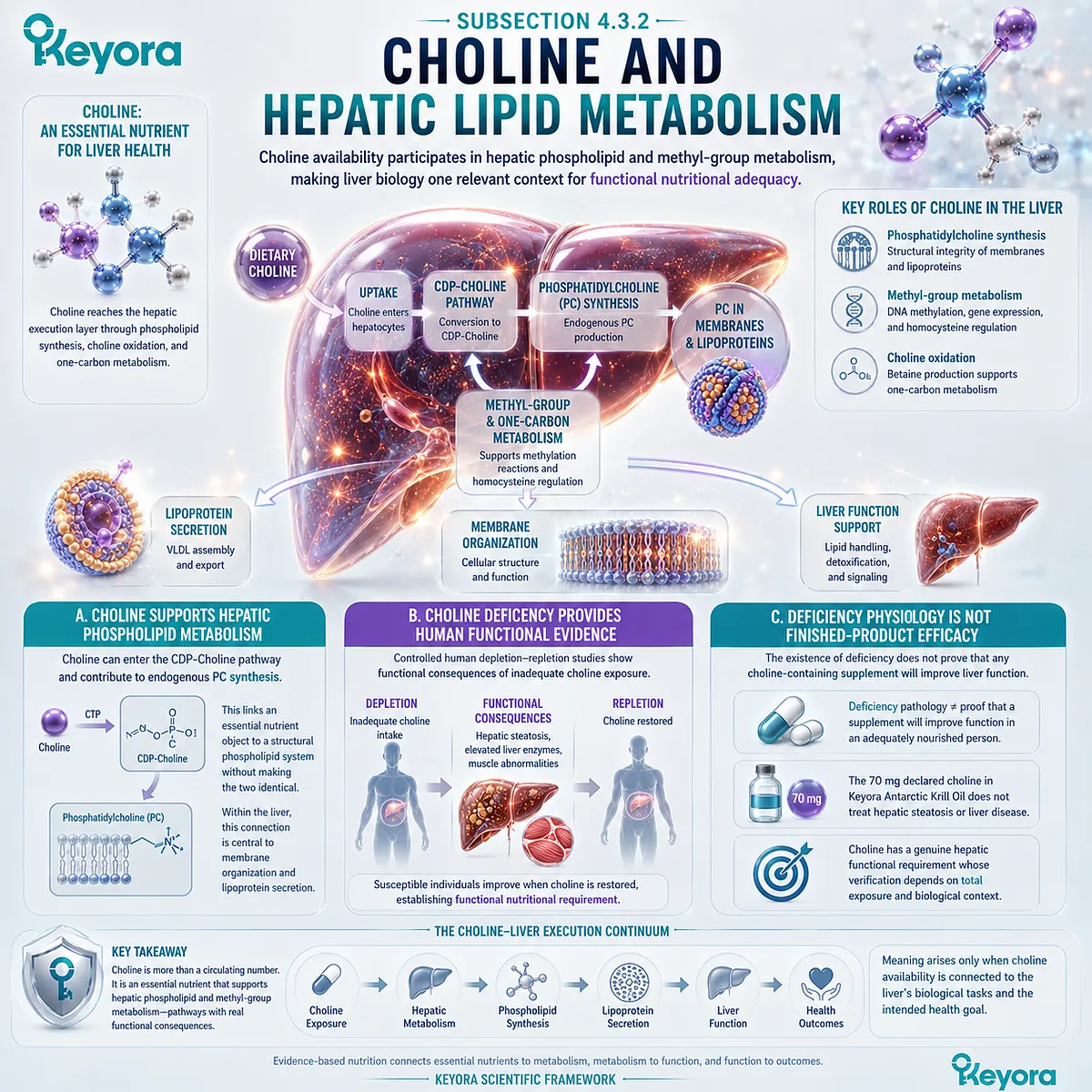 Choline supports hepatic lipid metabolism through CDP-Choline phosphatidylcholine synthesis and one-carbon pathways, defining functional adequacy in the Keyora PC-Choline Response Separation Rule. Choline supports hepatic lipid metabolism through CDP-Choline phosphatidylcholine synthesis and one-carbon pathways, defining functional adequacy in the Keyora PC-Choline Response Separation Rule.