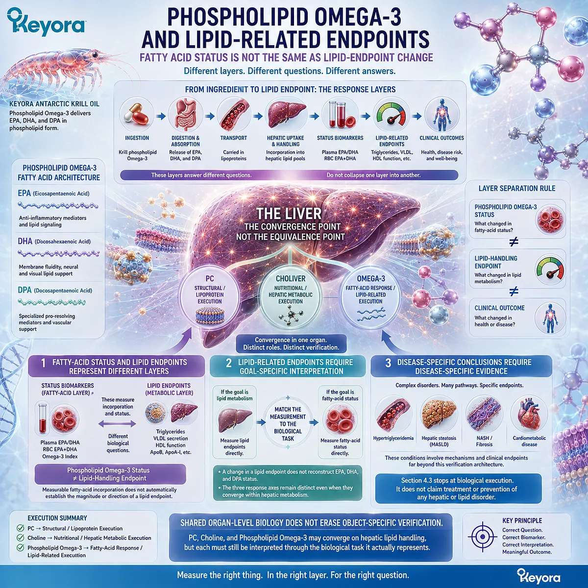 Phospholipid Omega-3 links EPA, DHA, and DPA status to lipid-handling endpoints while Keyora separates fatty-acid response from hepatic and clinical outcomes. Phospholipid Omega-3 links EPA, DHA, and DPA status to lipid-handling endpoints while Keyora separates fatty-acid response from hepatic and clinical outcomes.