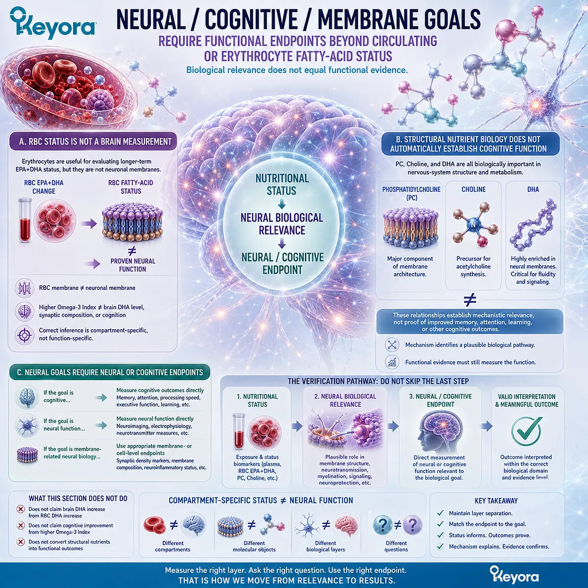 Phospholipid Omega-3, DHA, PC, and Choline support neural membrane biology, but cognitive goals require neural endpoints beyond RBC status in the Keyora verification framework. Phospholipid Omega-3, DHA, PC, and Choline support neural membrane biology, but cognitive goals require neural endpoints beyond RBC status in the Keyora verification framework.