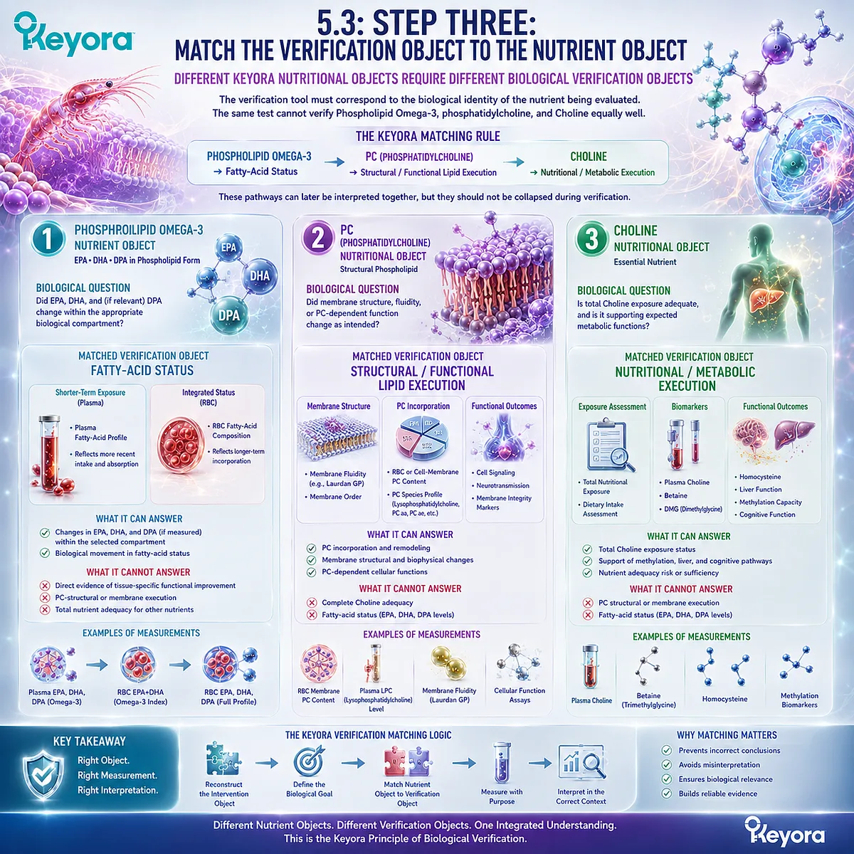 Phospholipid Omega-3, PC and Choline require matched fatty-acid, structural-lipid and metabolic verification pathways in the Keyora Lipid-Response Verification Algorithm. Phospholipid Omega-3, PC and Choline require matched fatty-acid, structural-lipid and metabolic verification pathways in the Keyora Lipid-Response Verification Algorithm.