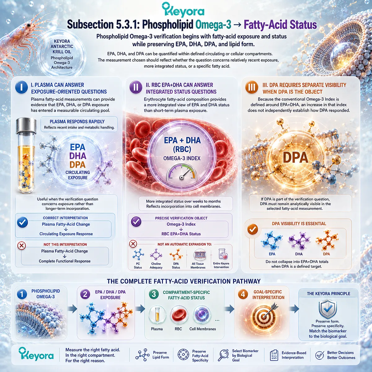 Phospholipid Omega-3 verification uses plasma or RBC fatty-acid status while preserving EPA, DHA and DPA visibility in the Keyora Lipid-Response Verification Algorithm. Phospholipid Omega-3 verification uses plasma or RBC fatty-acid status while preserving EPA, DHA and DPA visibility in the Keyora Lipid-Response Verification Algorithm.