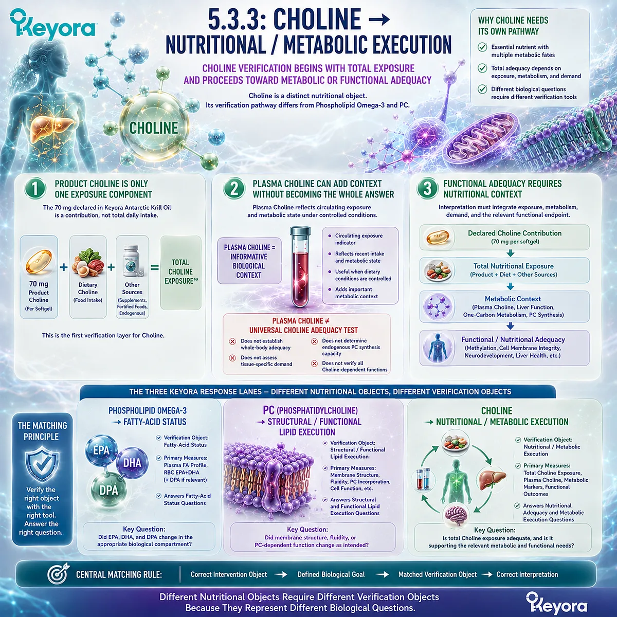 Choline nutrition verification links total dietary exposure and plasma Choline context to functional adequacy through the Keyora PC-Choline Response Separation Rule. Choline nutrition verification links total dietary exposure and plasma Choline context to functional adequacy through the Keyora PC-Choline Response Separation Rule.