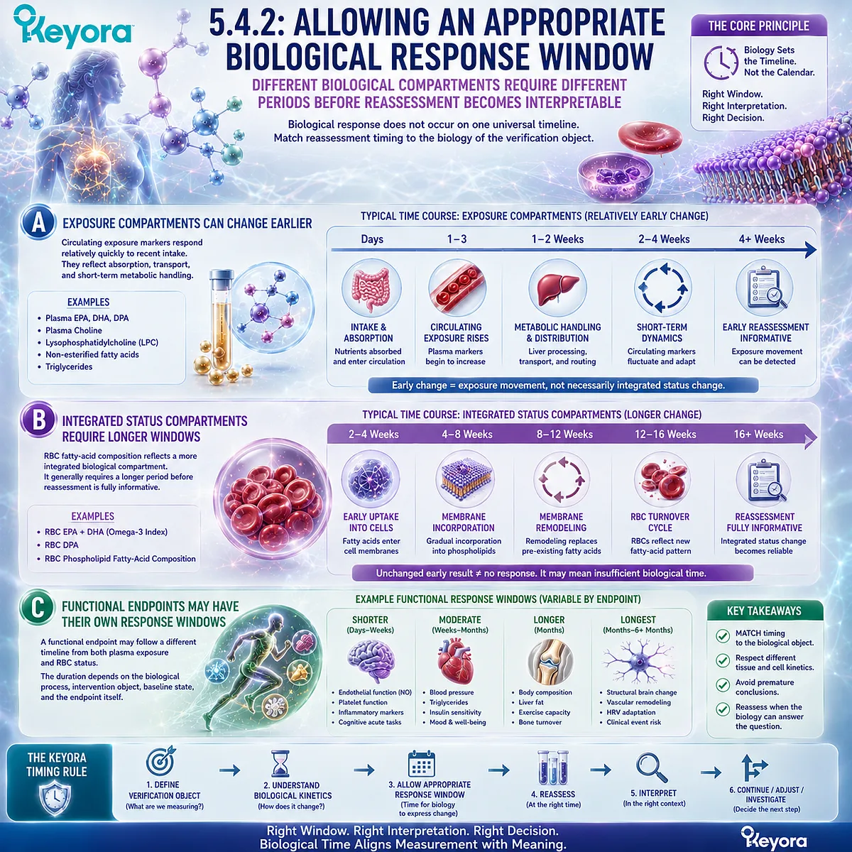 Phospholipid Omega-3 reassessment matches plasma exposure, RBC fatty-acid status and functional endpoints to distinct response windows in the Keyora Lipid-Response Verification Algorithm. Phospholipid Omega-3 reassessment matches plasma exposure, RBC fatty-acid status and functional endpoints to distinct response windows in the Keyora Lipid-Response Verification Algorithm.