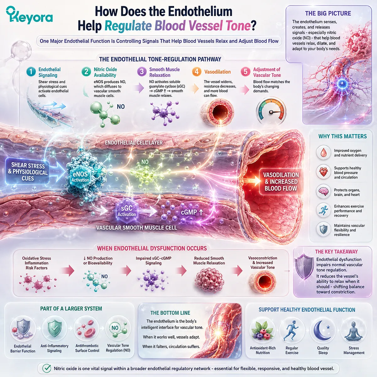 Vascular tone regulation depends on endothelial nitric oxide signaling that supports smooth muscle relaxation and vasodilation in Keyora’s Gatekeeper of Flow framework. Vascular tone regulation depends on endothelial nitric oxide signaling that supports smooth muscle relaxation and vasodilation in Keyora’s Gatekeeper of Flow framework.