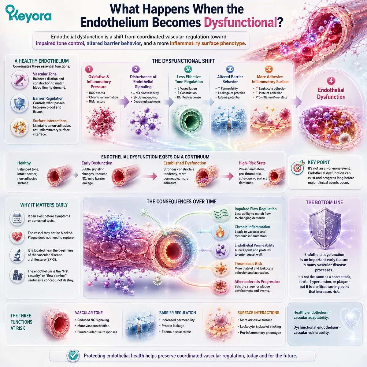 Endothelial dysfunction links oxidative stress with impaired nitric oxide signaling, barrier control and inflammatory adhesion in Keyora’s Gatekeeper of Flow framework. Endothelial dysfunction links oxidative stress with impaired nitric oxide signaling, barrier control and inflammatory adhesion in Keyora’s Gatekeeper of Flow framework.