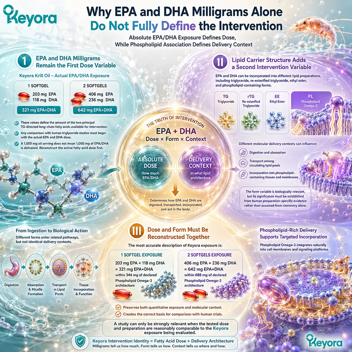 EPA/DHA dose defines Omega-3 exposure while phospholipid form shapes delivery context, linking triglyceride support to Keyora’s Active-Ingredient Dose Reconstruction Rule. EPA/DHA dose defines Omega-3 exposure while phospholipid form shapes delivery context, linking triglyceride support to Keyora’s Active-Ingredient Dose Reconstruction Rule.