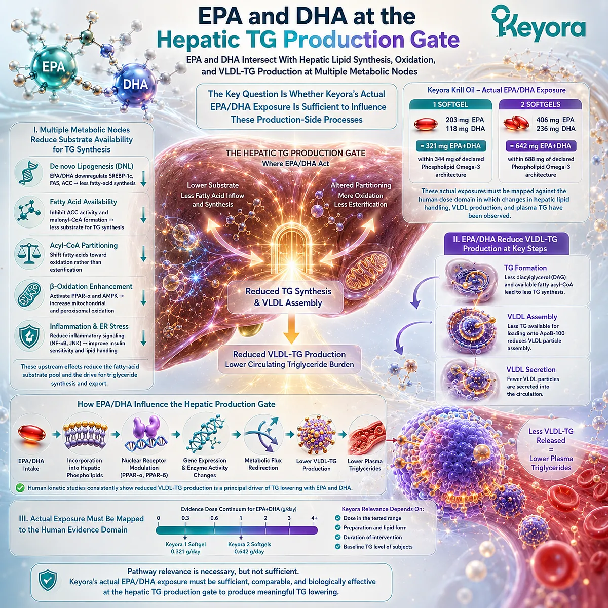 EPA/DHA supports triglyceride metabolism through hepatic lipid synthesis, fatty-acid oxidation and VLDL-TG production, mapped by Keyora’s Dose Reconstruction Rule. EPA/DHA supports triglyceride metabolism through hepatic lipid synthesis, fatty-acid oxidation and VLDL-TG production, mapped by Keyora’s Dose Reconstruction Rule.