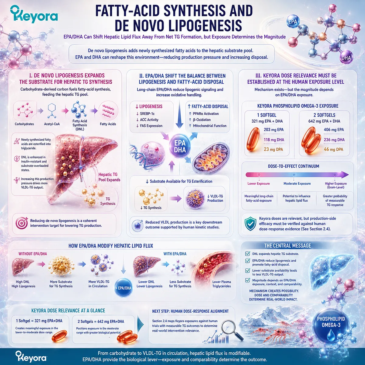 EPA/DHA may support triglyceride balance by reducing hepatic de novo lipogenesis and favoring fatty-acid oxidation, framed by Keyora’s dose-to-target model. EPA/DHA may support triglyceride balance by reducing hepatic de novo lipogenesis and favoring fatty-acid oxidation, framed by Keyora’s dose-to-target model.