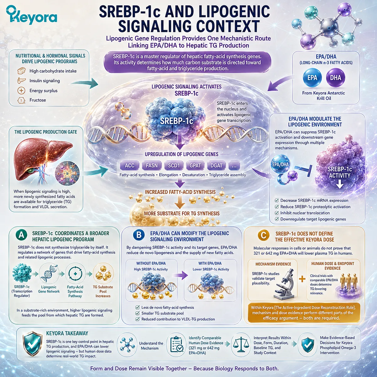 EPA/DHA may support triglyceride balance by modulating hepatic SREBP-1c lipogenic signaling, with dose relevance tested by Keyora’s Dose Reconstruction Rule. EPA/DHA may support triglyceride balance by modulating hepatic SREBP-1c lipogenic signaling, with dose relevance tested by Keyora’s Dose Reconstruction Rule.