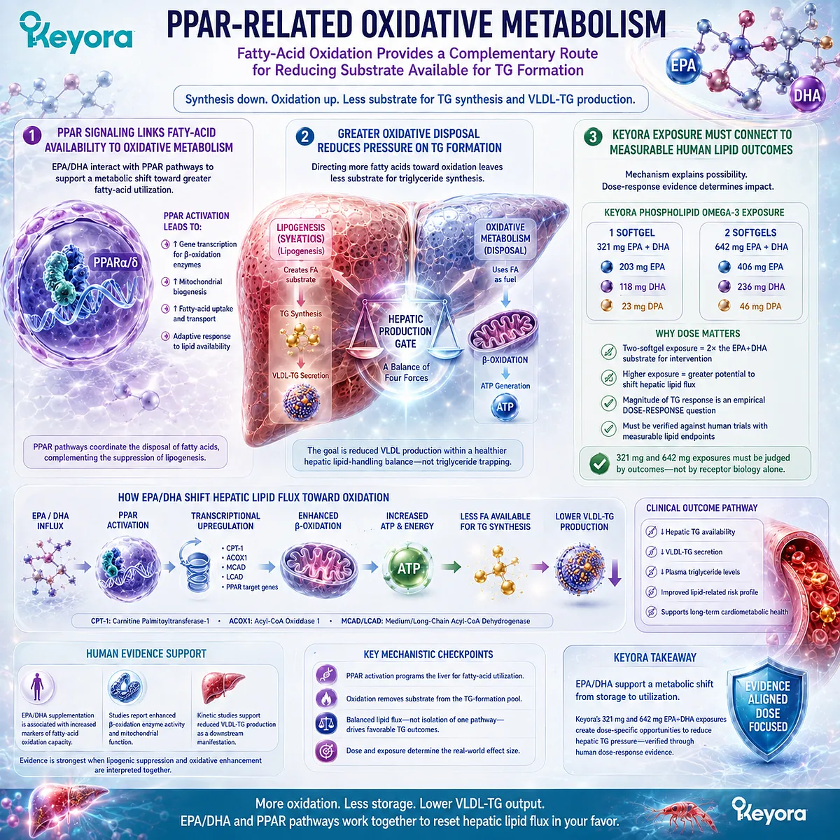 EPA/DHA may support triglyceride balance through PPAR-related fatty-acid oxidation, reducing substrate for hepatic TG and VLDL production in Keyora’s dose-to-target model. EPA/DHA may support triglyceride balance through PPAR-related fatty-acid oxidation, reducing substrate for hepatic TG and VLDL production in Keyora’s dose-to-target model.