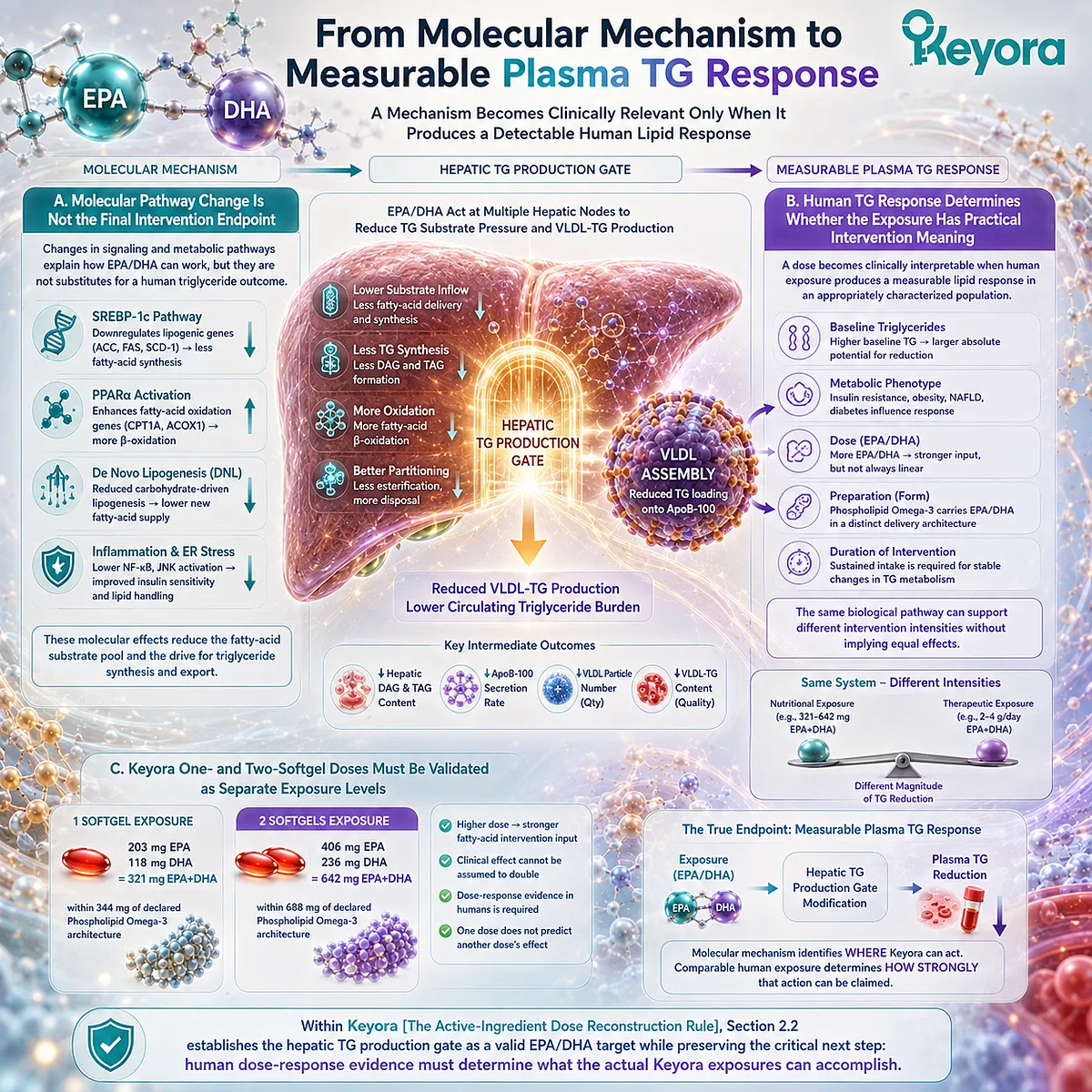 EPA/DHA links hepatic lipogenic signaling, fatty-acid oxidation and VLDL-TG output to measurable triglyceride response under Keyora’s Dose Reconstruction Rule. EPA/DHA links hepatic lipogenic signaling, fatty-acid oxidation and VLDL-TG output to measurable triglyceride response under Keyora’s Dose Reconstruction Rule.