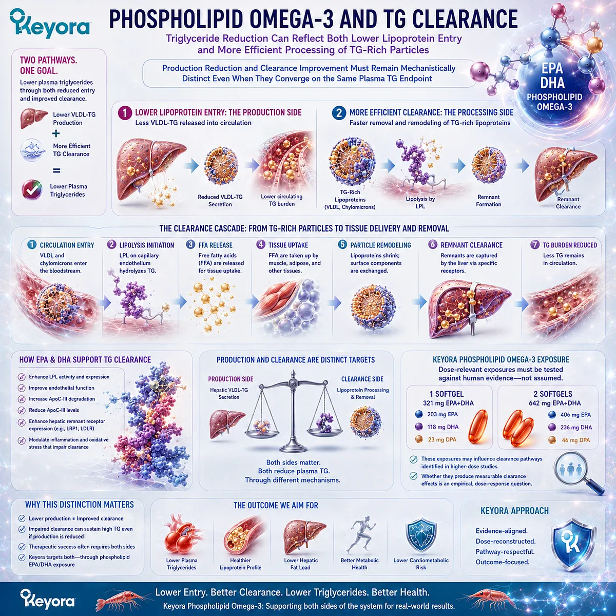 Phospholipid Omega-3 may support triglyceride clearance through TG-rich lipoprotein lipolysis and particle processing, framed by Keyora’s dose-to-target model. Phospholipid Omega-3 may support triglyceride clearance through TG-rich lipoprotein lipolysis and particle processing, framed by Keyora’s dose-to-target model.