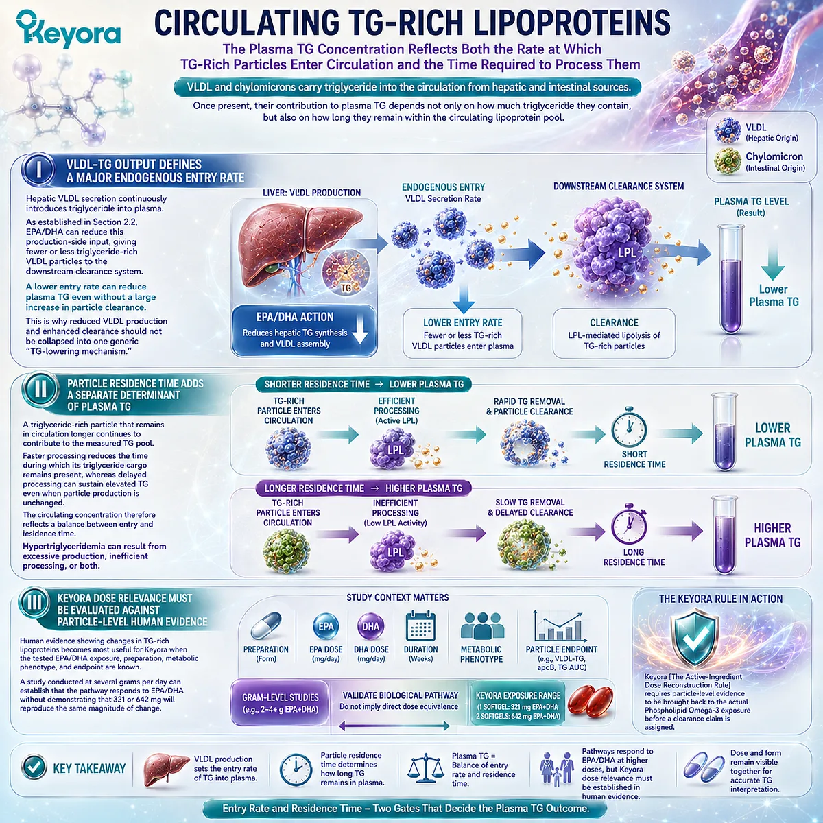 EPA/DHA may support triglyceride balance by reducing VLDL-TG entry and influencing TG-rich lipoprotein residence time, mapped by Keyora’s Dose Reconstruction Rule. EPA/DHA may support triglyceride balance by reducing VLDL-TG entry and influencing TG-rich lipoprotein residence time, mapped by Keyora’s Dose Reconstruction Rule.