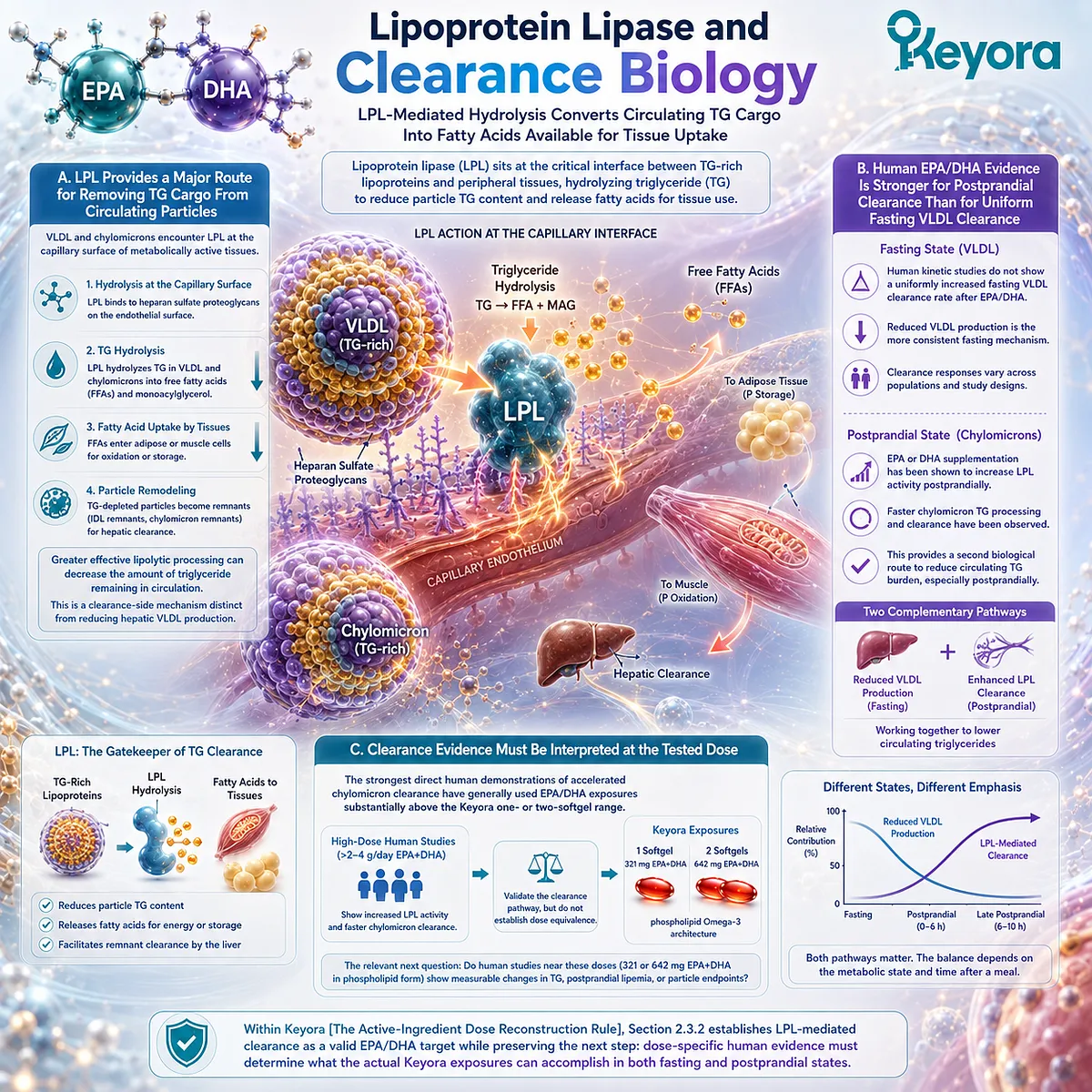 EPA/DHA may support triglyceride clearance through LPL-mediated lipolysis and postprandial TG-rich particle processing, framed by Keyora’s dose-to-target model. EPA/DHA may support triglyceride clearance through LPL-mediated lipolysis and postprandial TG-rich particle processing, framed by Keyora’s dose-to-target model.