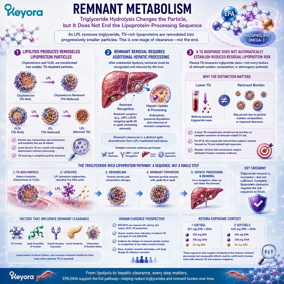 Triglyceride clearance progresses from LPL lipolysis to remnant formation and hepatic removal, separating lower plasma TG from residual risk in Keyora’s clearance framework. Triglyceride clearance progresses from LPL lipolysis to remnant formation and hepatic removal, separating lower plasma TG from residual risk in Keyora’s clearance framework.