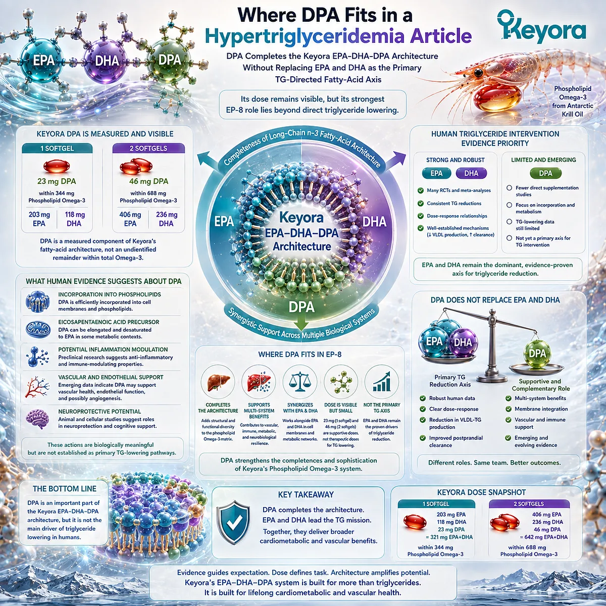 DPA complements EPA/DHA in Phospholipid Omega-3 and long-chain n-3 metabolism, while triglyceride support remains primarily EPA/DHA-directed in Keyora’s architecture. DPA complements EPA/DHA in Phospholipid Omega-3 and long-chain n-3 metabolism, while triglyceride support remains primarily EPA/DHA-directed in Keyora’s architecture.