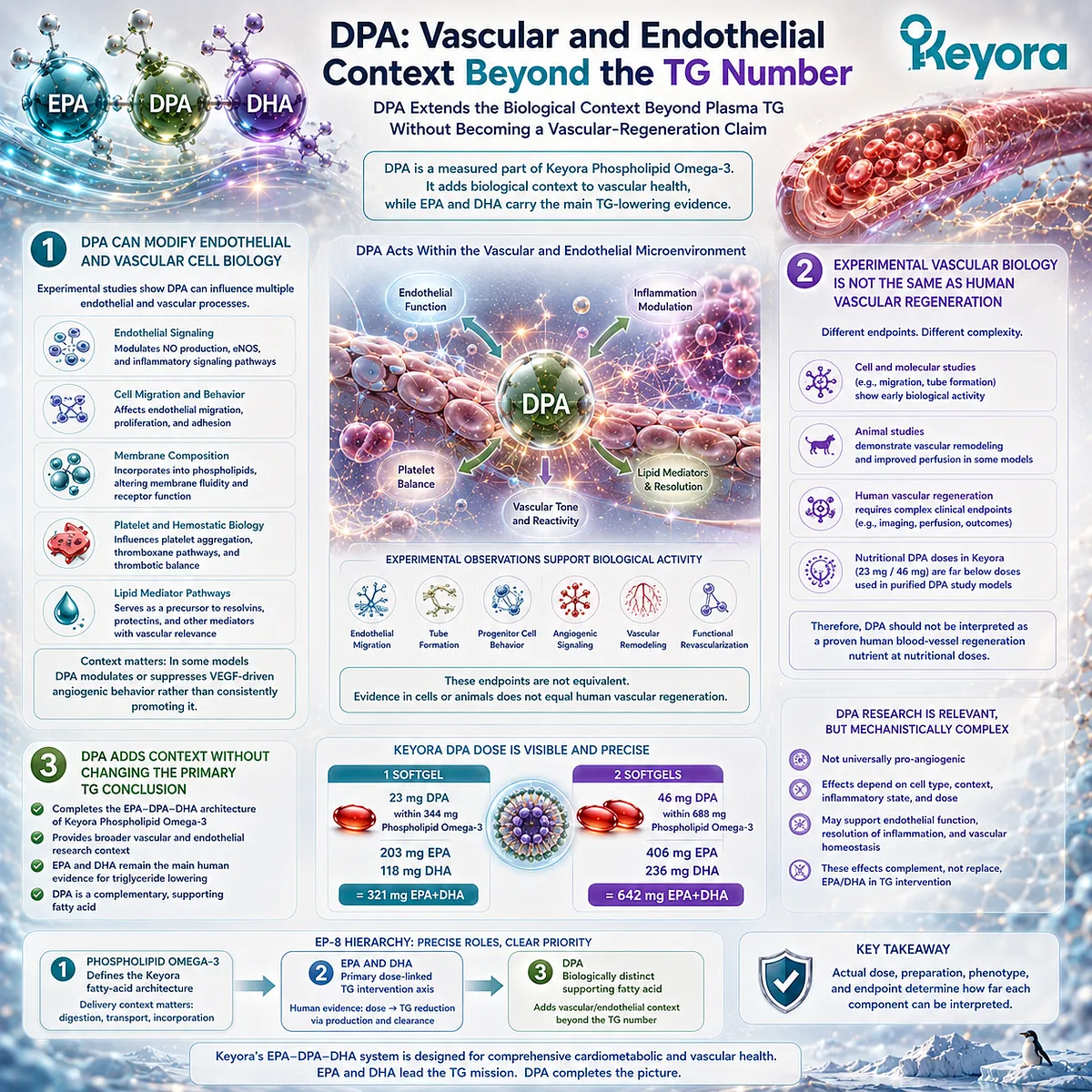 DPA supports vascular and endothelial biology through cell signaling and lipid-mediator pathways, extending Keyora Phospholipid Omega-3 context beyond triglycerides. DPA supports vascular and endothelial biology through cell signaling and lipid-mediator pathways, extending Keyora Phospholipid Omega-3 context beyond triglycerides.