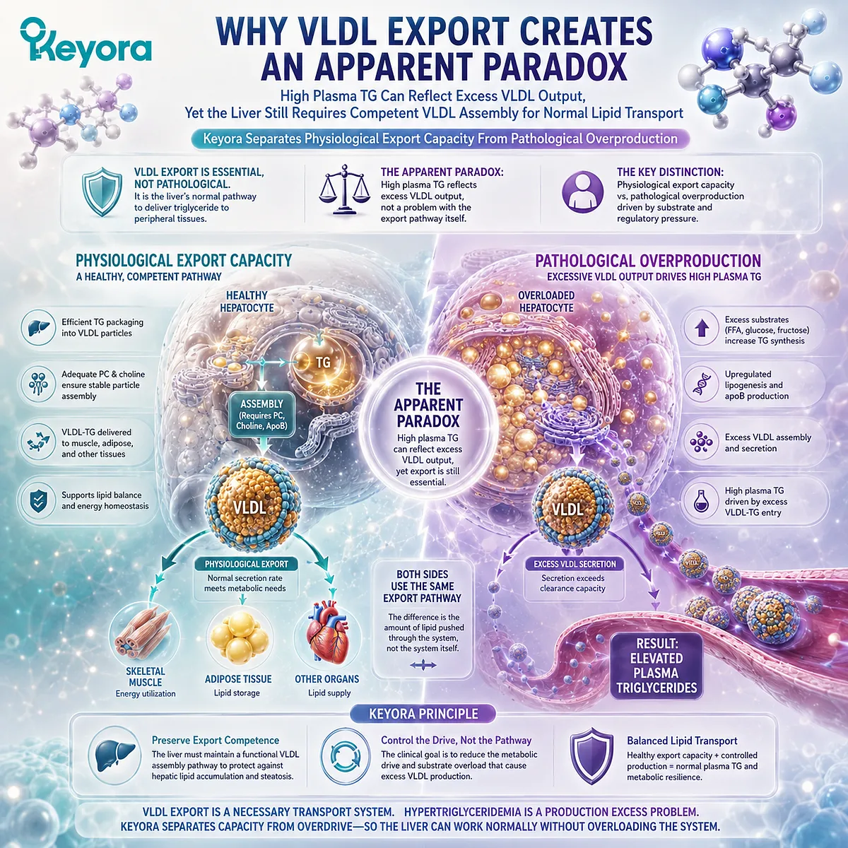 VLDL export supports normal hepatic triglyceride transport, while excess VLDL-TG output can raise plasma TG, a distinction mapped by Keyora’s VLDL Export Paradox. VLDL export supports normal hepatic triglyceride transport, while excess VLDL-TG output can raise plasma TG, a distinction mapped by Keyora’s VLDL Export Paradox.