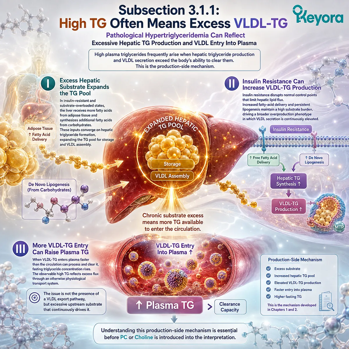 Excess hepatic fatty acids and lipogenesis increase VLDL-TG production and plasma triglyceride flux, framed by Keyora’s physiological export versus overproduction model. Excess hepatic fatty acids and lipogenesis increase VLDL-TG production and plasma triglyceride flux, framed by Keyora’s physiological export versus overproduction model.