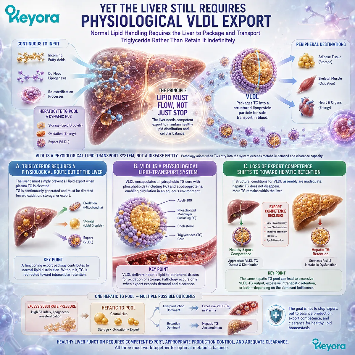 Physiological VLDL assembly supports hepatic triglyceride export and lipid distribution, while impaired export can favor liver TG retention in Keyora’s VLDL Export Paradox. Physiological VLDL assembly supports hepatic triglyceride export and lipid distribution, while impaired export can favor liver TG retention in Keyora’s VLDL Export Paradox.