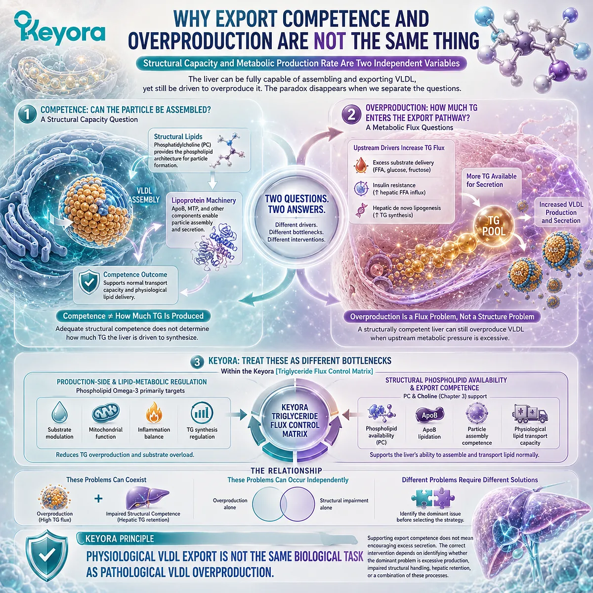 VLDL assembly competence depends on phosphatidylcholine, while excess VLDL-TG reflects metabolic flux, separated by Keyora’s Triglyceride Flux Control Matrix. VLDL assembly competence depends on phosphatidylcholine, while excess VLDL-TG reflects metabolic flux, separated by Keyora’s Triglyceride Flux Control Matrix.