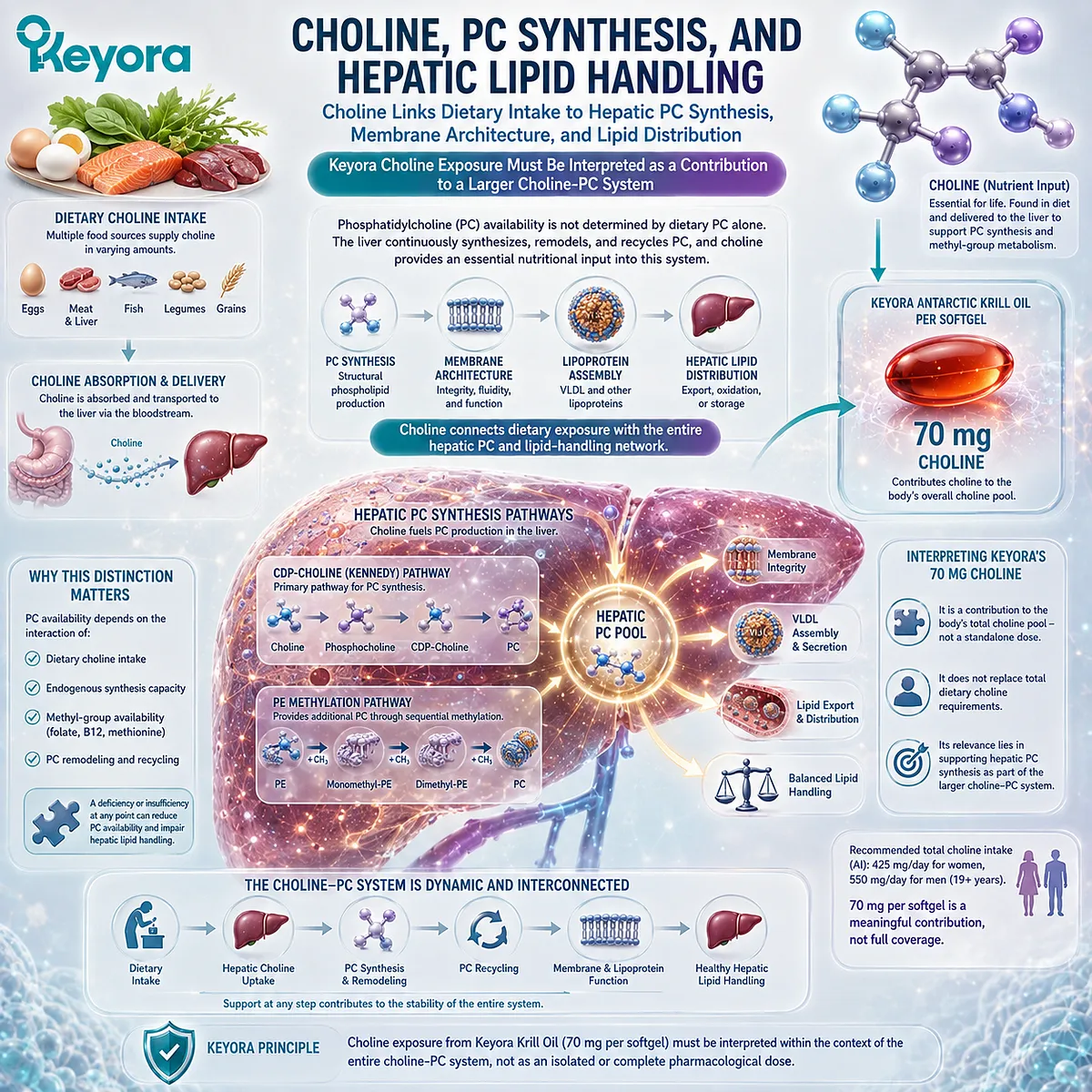 Choline supports hepatic phosphatidylcholine synthesis, membrane structure, and lipid transport, framed by Keyora’s Choline-PC System as part of total dietary intake. Choline supports hepatic phosphatidylcholine synthesis, membrane structure, and lipid transport, framed by Keyora’s Choline-PC System as part of total dietary intake.
