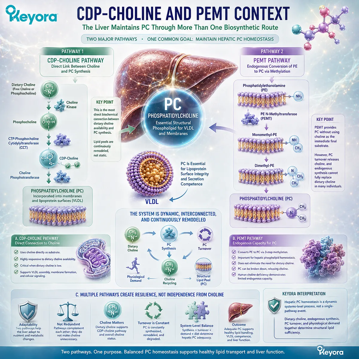 Dietary choline feeds CDP-choline PC synthesis while hepatic PEMT provides an endogenous route, integrated by Keyora’s Choline-PC System for lipid handling. Dietary choline feeds CDP-choline PC synthesis while hepatic PEMT provides an endogenous route, integrated by Keyora’s Choline-PC System for lipid handling.