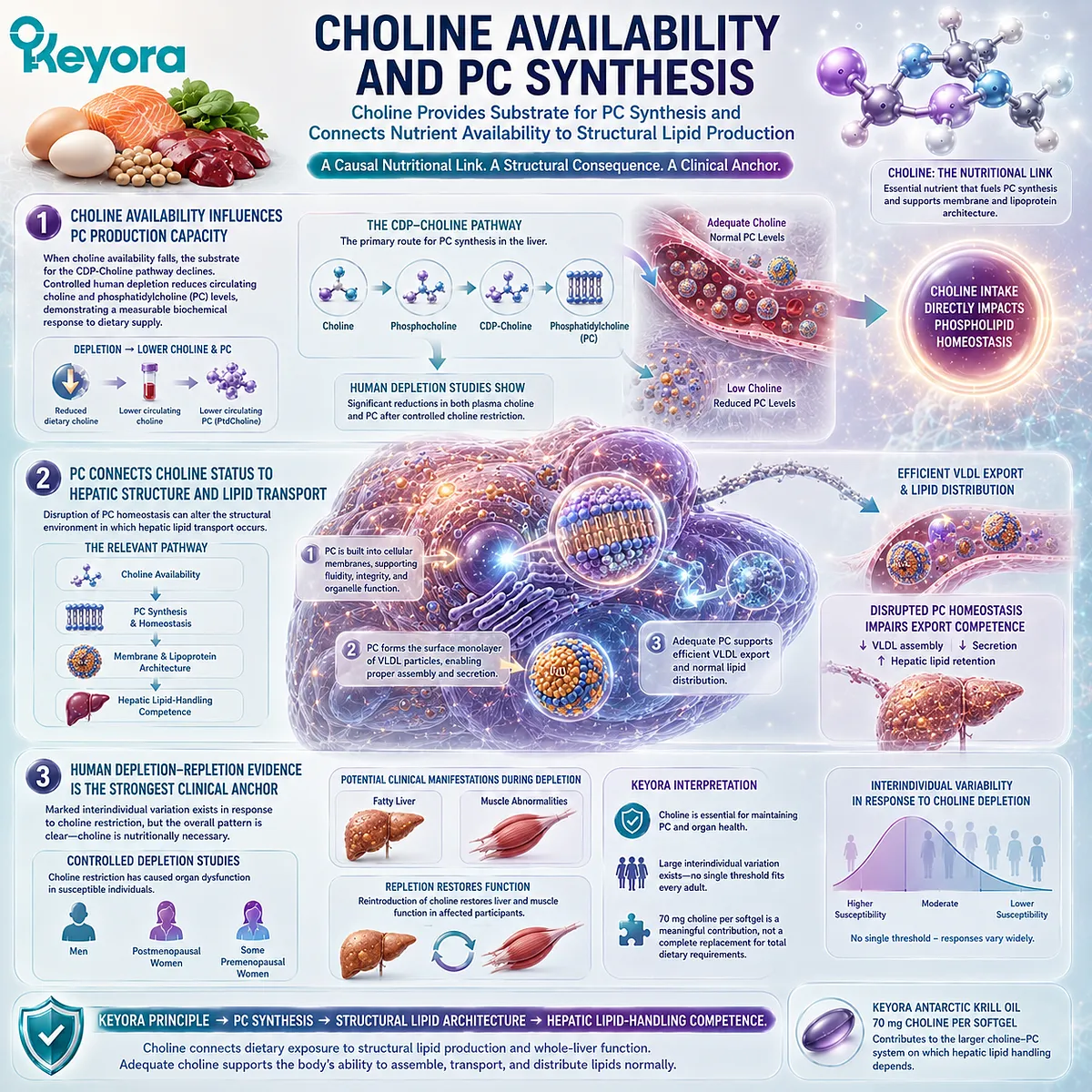 Choline availability supports phosphatidylcholine synthesis, membrane structure, and VLDL lipid transport, linking nutrient status to Keyora’s Choline-PC System. Choline availability supports phosphatidylcholine synthesis, membrane structure, and VLDL lipid transport, linking nutrient status to Keyora’s Choline-PC System.