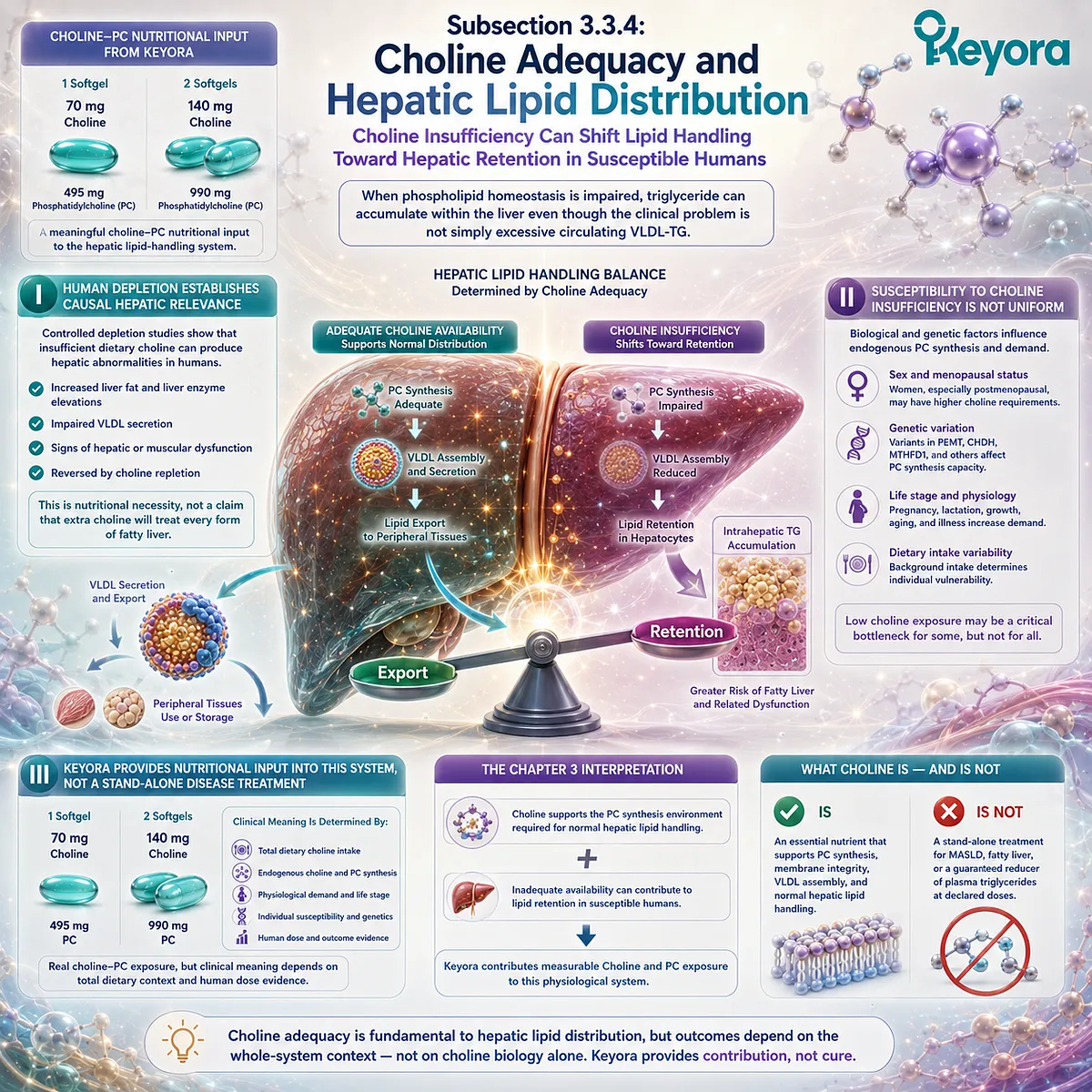 Choline adequacy supports phosphatidylcholine synthesis and hepatic lipid distribution, while insufficiency may favor liver TG retention in Keyora’s Choline-PC System. Choline adequacy supports phosphatidylcholine synthesis and hepatic lipid distribution, while insufficiency may favor liver TG retention in Keyora’s Choline-PC System.