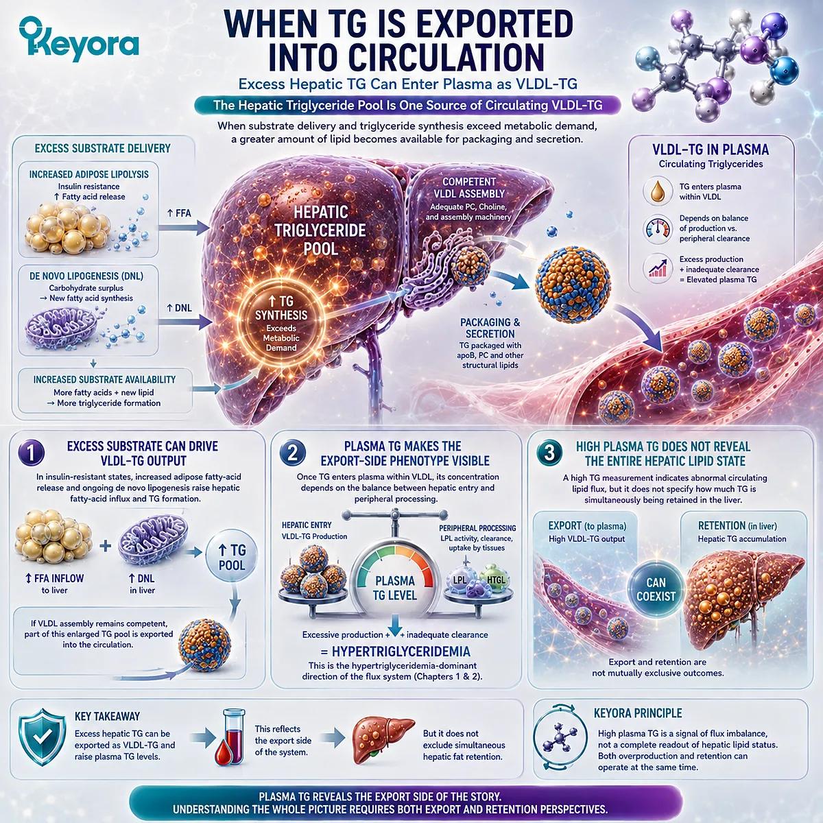 Excess fatty-acid flux and hepatic lipogenesis can increase VLDL-TG export and plasma triglycerides, while Keyora maps simultaneous circulation and liver retention. Excess fatty-acid flux and hepatic lipogenesis can increase VLDL-TG export and plasma triglycerides, while Keyora maps simultaneous circulation and liver retention.