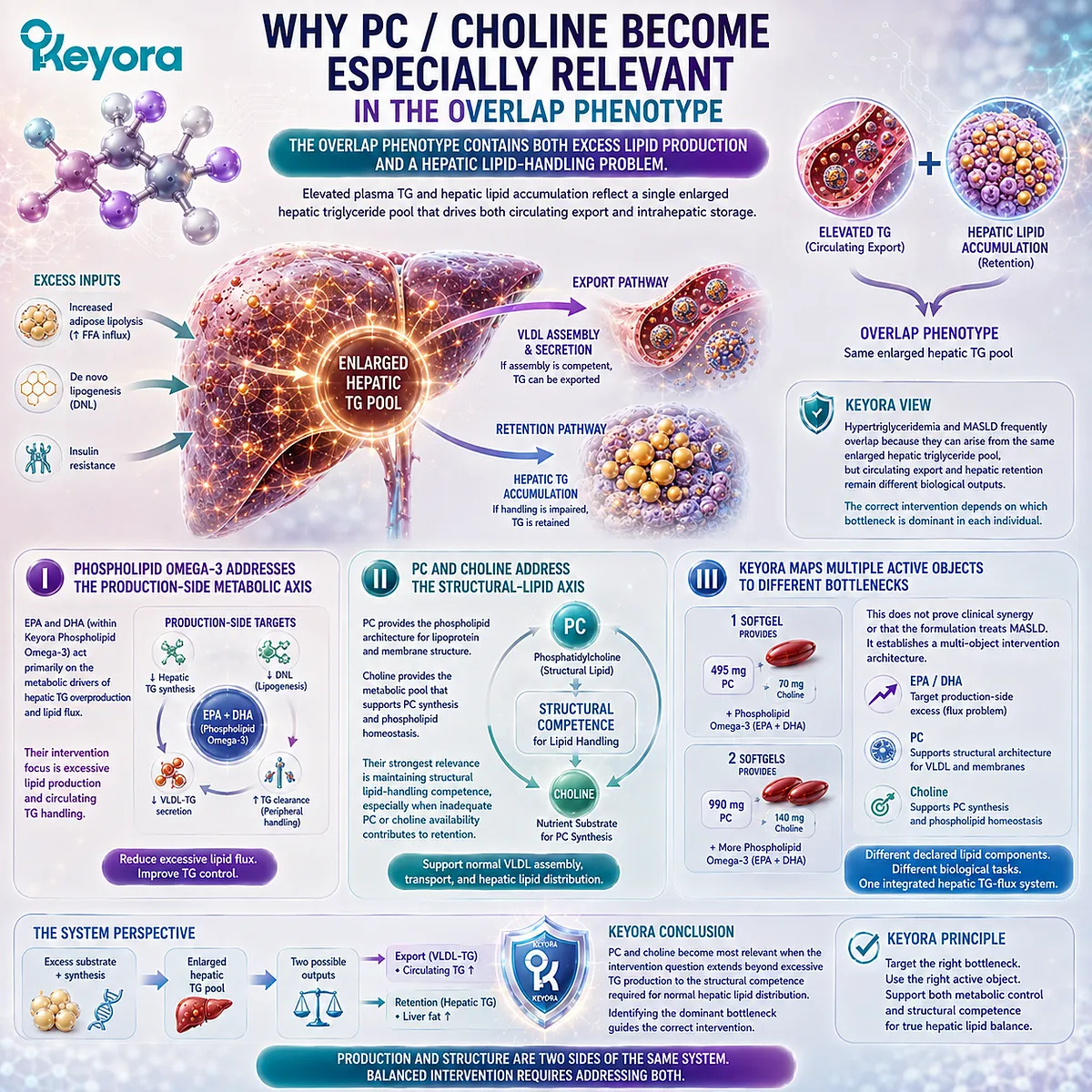 Phospholipid Omega-3 targets excess TG flux while PC and choline support hepatic lipid-handling competence, integrated by Keyora’s multi-object intervention architecture. Phospholipid Omega-3 targets excess TG flux while PC and choline support hepatic lipid-handling competence, integrated by Keyora’s multi-object intervention architecture.