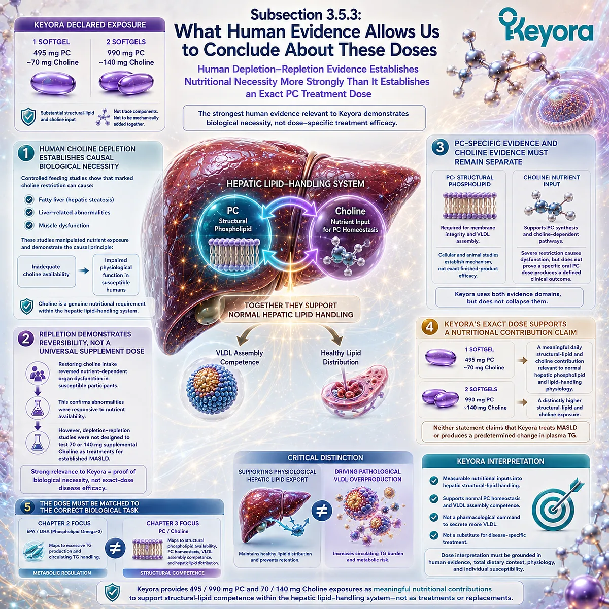 Human choline depletion-repletion studies validate nutritional necessity for phosphatidylcholine homeostasis, while Keyora’s PC-Choline Dose Reconstruction Rule interprets 495–990 mg PC and 70–140 mg choline as structural-lipid contributions. Human choline depletion-repletion studies validate nutritional necessity for phosphatidylcholine homeostasis, while Keyora’s PC-Choline Dose Reconstruction Rule interprets 495–990 mg PC and 70–140 mg choline as structural-lipid contributions.