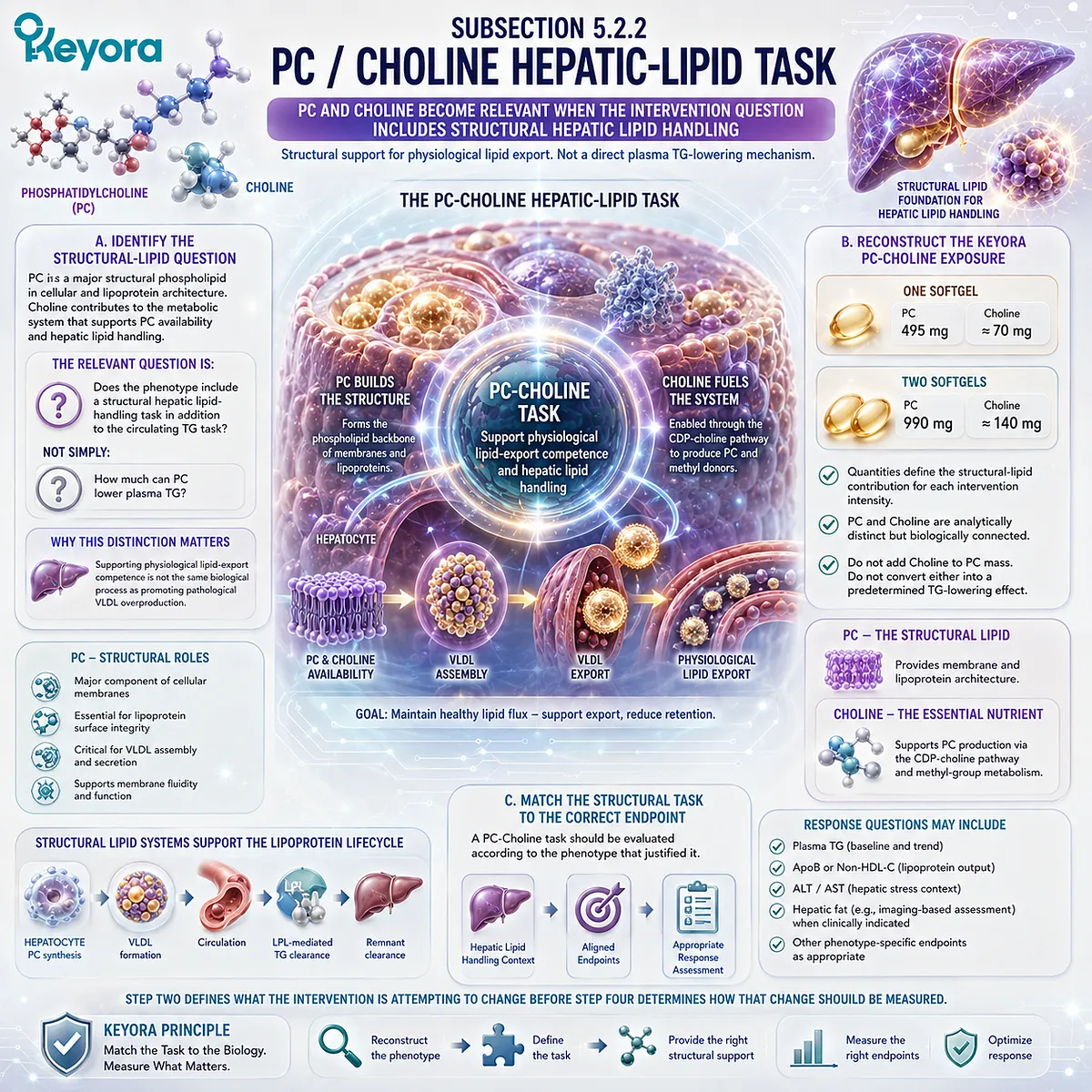 Hepatic lipid support links phosphatidylcholine and Choline with VLDL assembly and physiological lipid export through Keyora’s PC-Choline Response Separation Rule. Hepatic lipid support links phosphatidylcholine and Choline with VLDL assembly and physiological lipid export through Keyora’s PC-Choline Response Separation Rule.