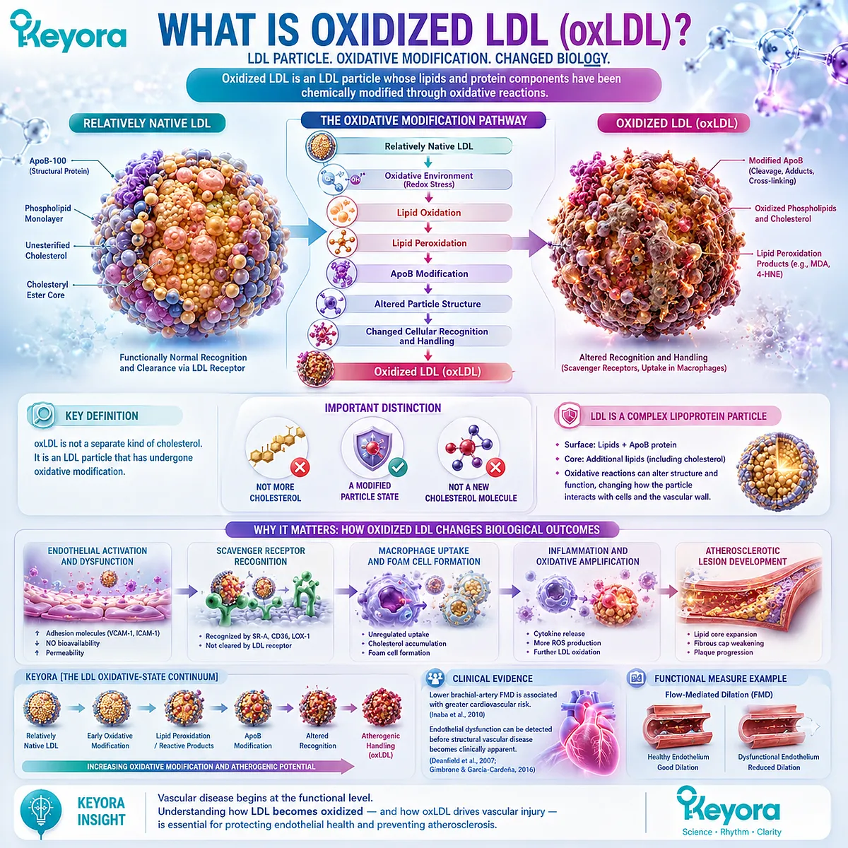 Oxidized LDL forms when oxidative stress drives lipid peroxidation and ApoB modification, changing LDL particle behavior in the Keyora Endothelial Architecture. Oxidized LDL forms when oxidative stress drives lipid peroxidation and ApoB modification, changing LDL particle behavior in the Keyora Endothelial Architecture.