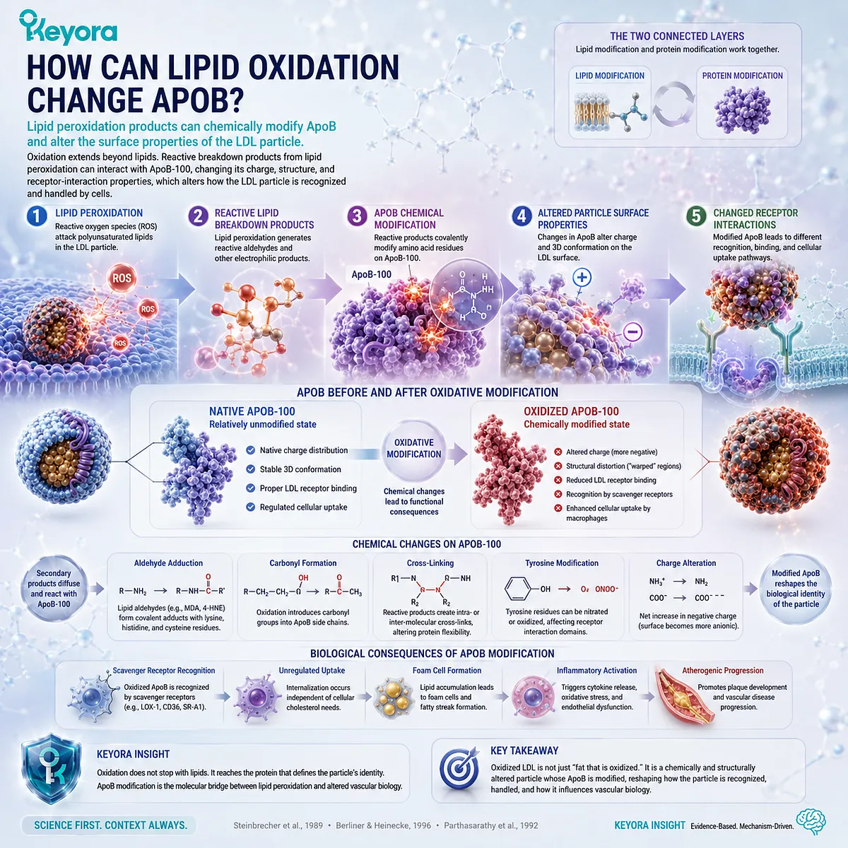 Lipid peroxidation products such as MDA and 4-HNE can modify ApoB-100, changing LDL surface recognition in the Keyora LDL Particle-State Transition. Lipid peroxidation products such as MDA and 4-HNE can modify ApoB-100, changing LDL surface recognition in the Keyora LDL Particle-State Transition.