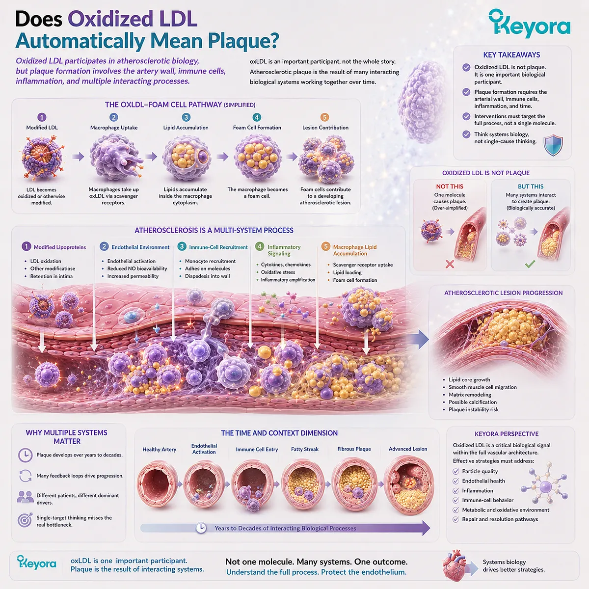 Oxidized LDL can support macrophage foam cell formation, but atherosclerotic plaque also involves endothelial activation and inflammation in the Keyora Endothelial Architecture. Oxidized LDL can support macrophage foam cell formation, but atherosclerotic plaque also involves endothelial activation and inflammation in the Keyora Endothelial Architecture.