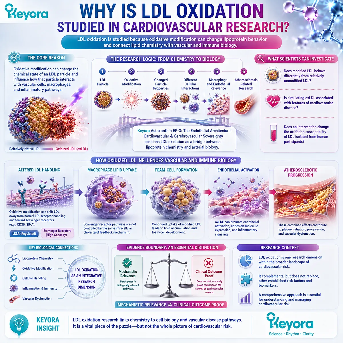 LDL oxidation changes lipoprotein chemistry and cellular handling, linking oxidized LDL with macrophage and endothelial biology in the Keyora Endothelial Architecture. LDL oxidation changes lipoprotein chemistry and cellular handling, linking oxidized LDL with macrophage and endothelial biology in the Keyora Endothelial Architecture.