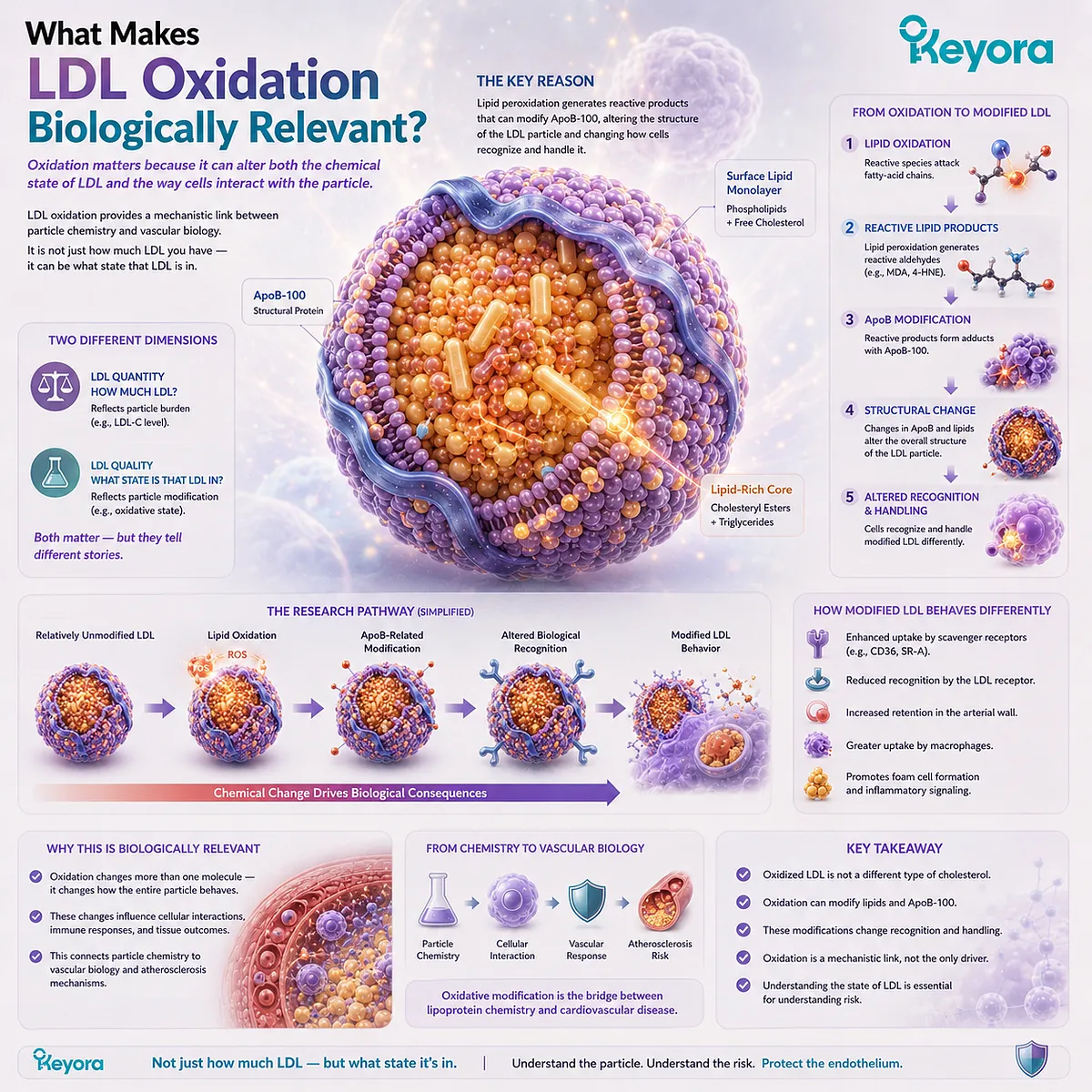 LDL oxidation links lipid peroxidation and ApoB-100 modification with altered cellular recognition, connecting particle chemistry to vascular biology in Keyora Lipid Architecture. LDL oxidation links lipid peroxidation and ApoB-100 modification with altered cellular recognition, connecting particle chemistry to vascular biology in Keyora Lipid Architecture.